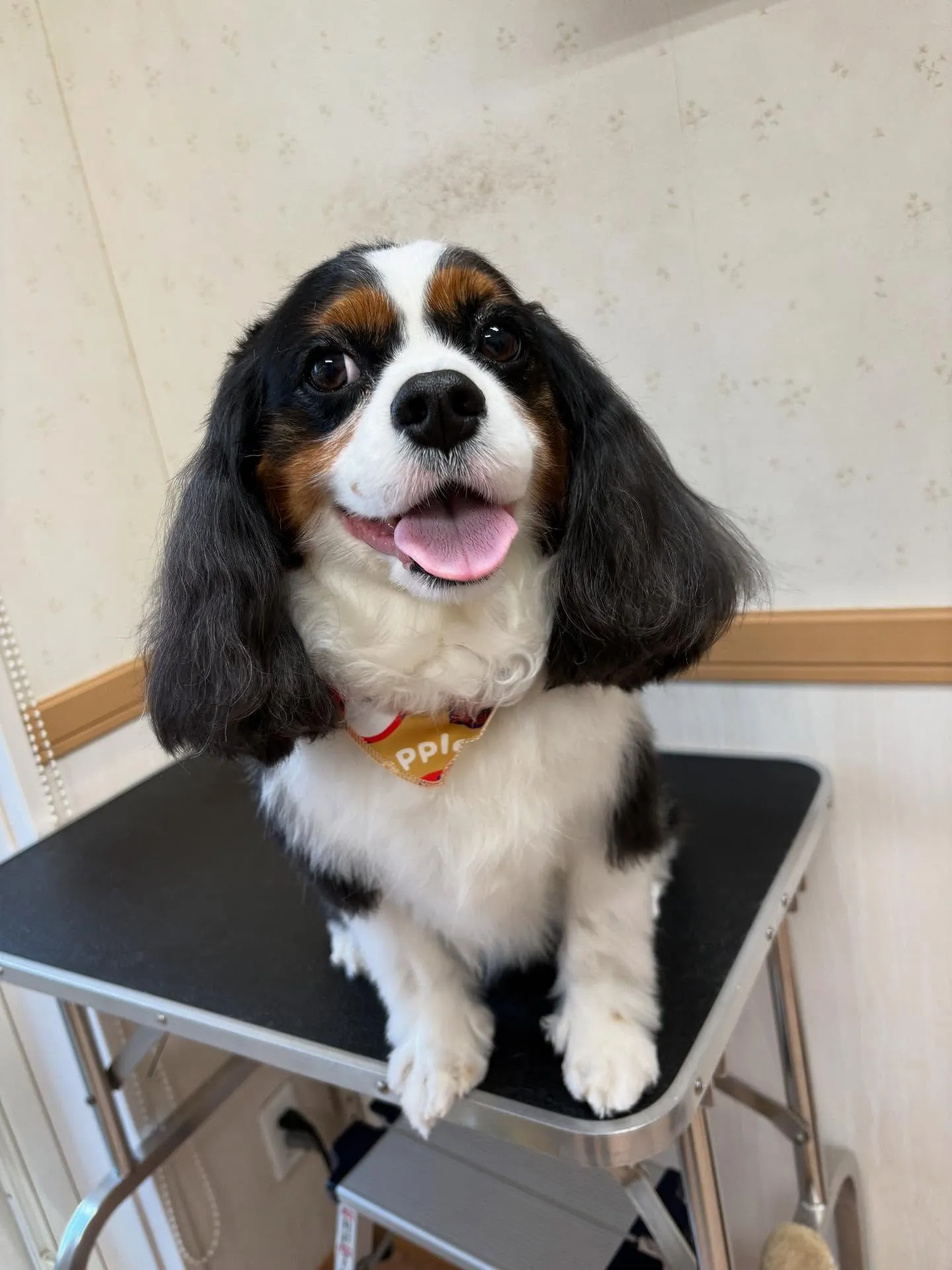 犬のシャンプー🫧