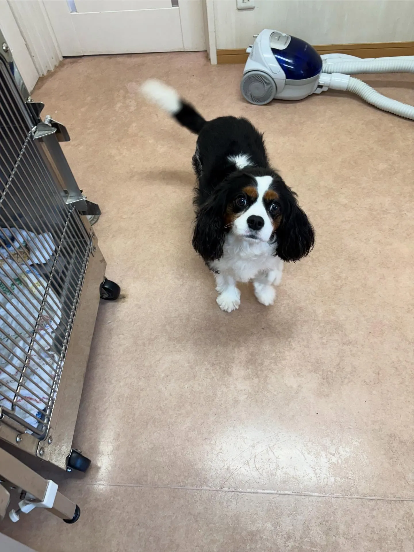 犬のシャンプー🫧