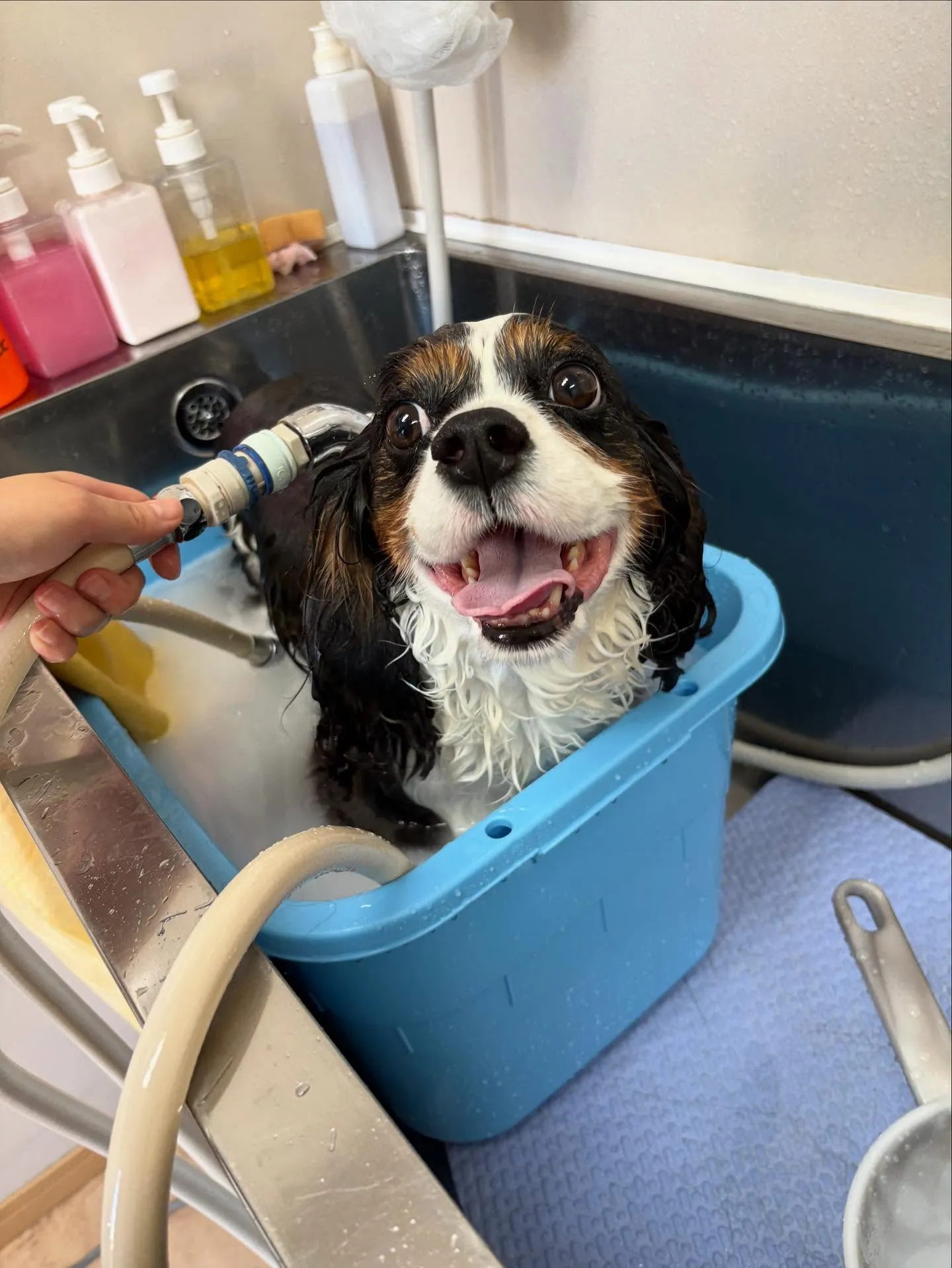 犬のシャンプー🫧