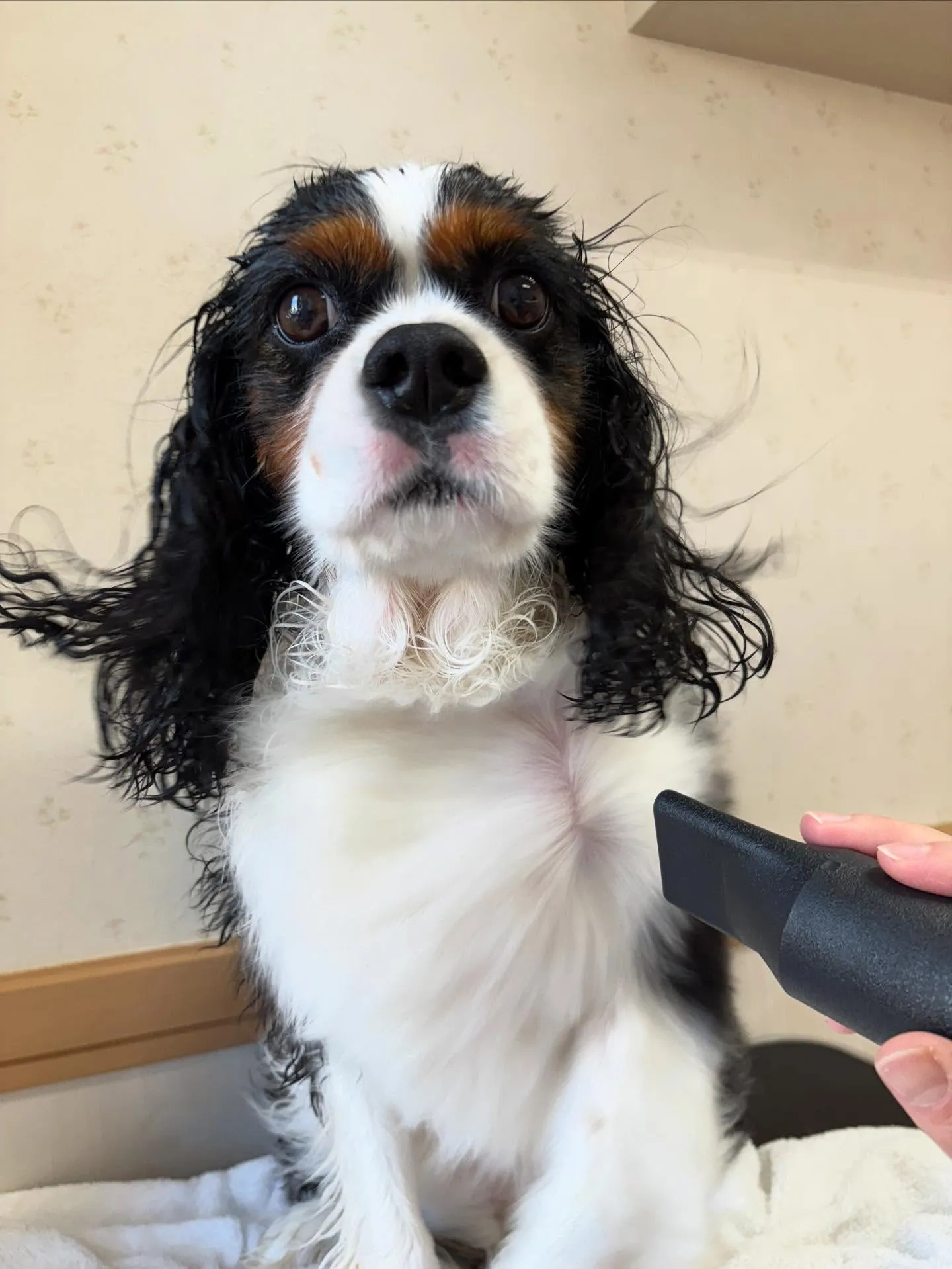 犬のシャンプー🫧