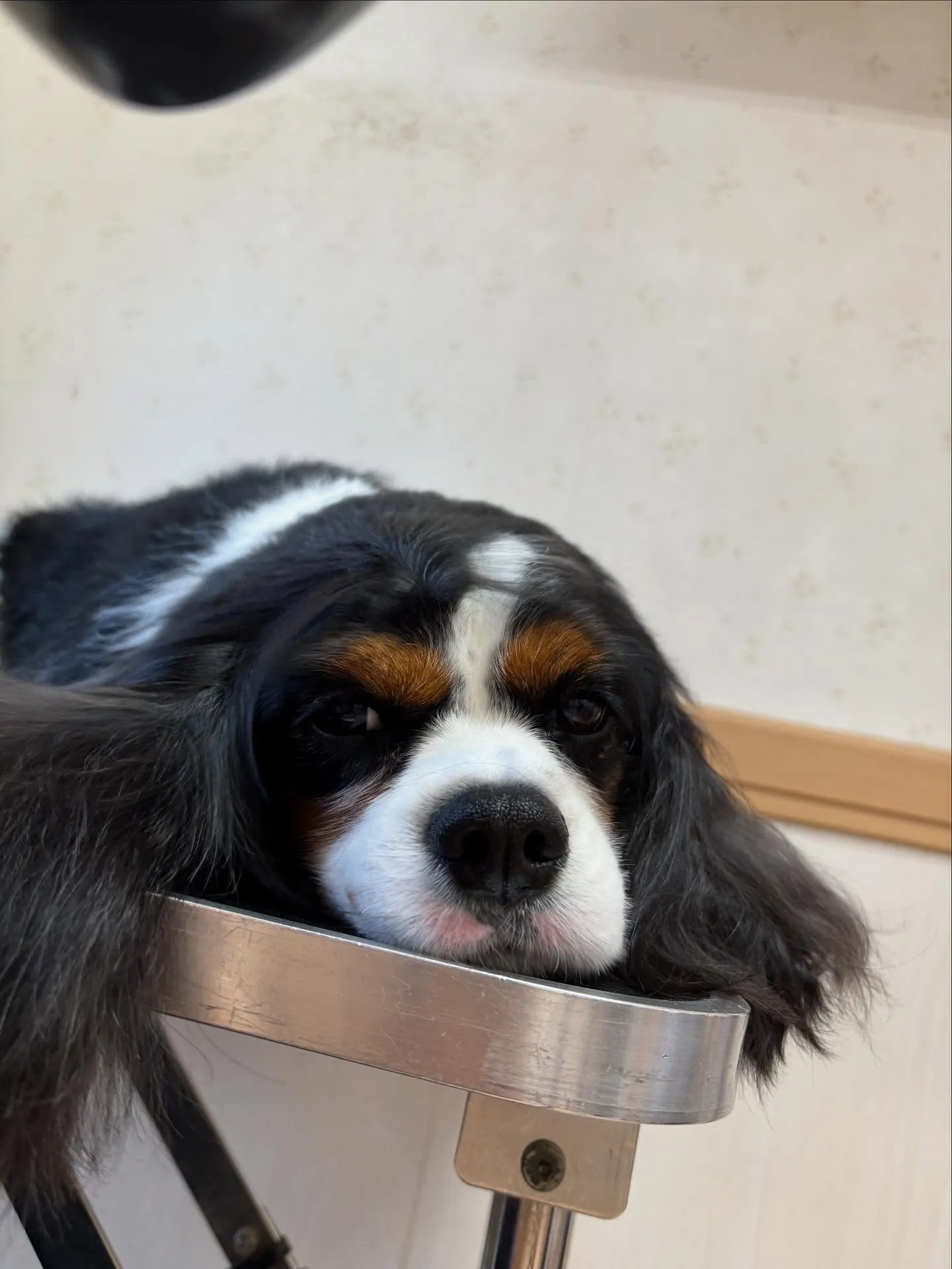 犬のシャンプー🫧