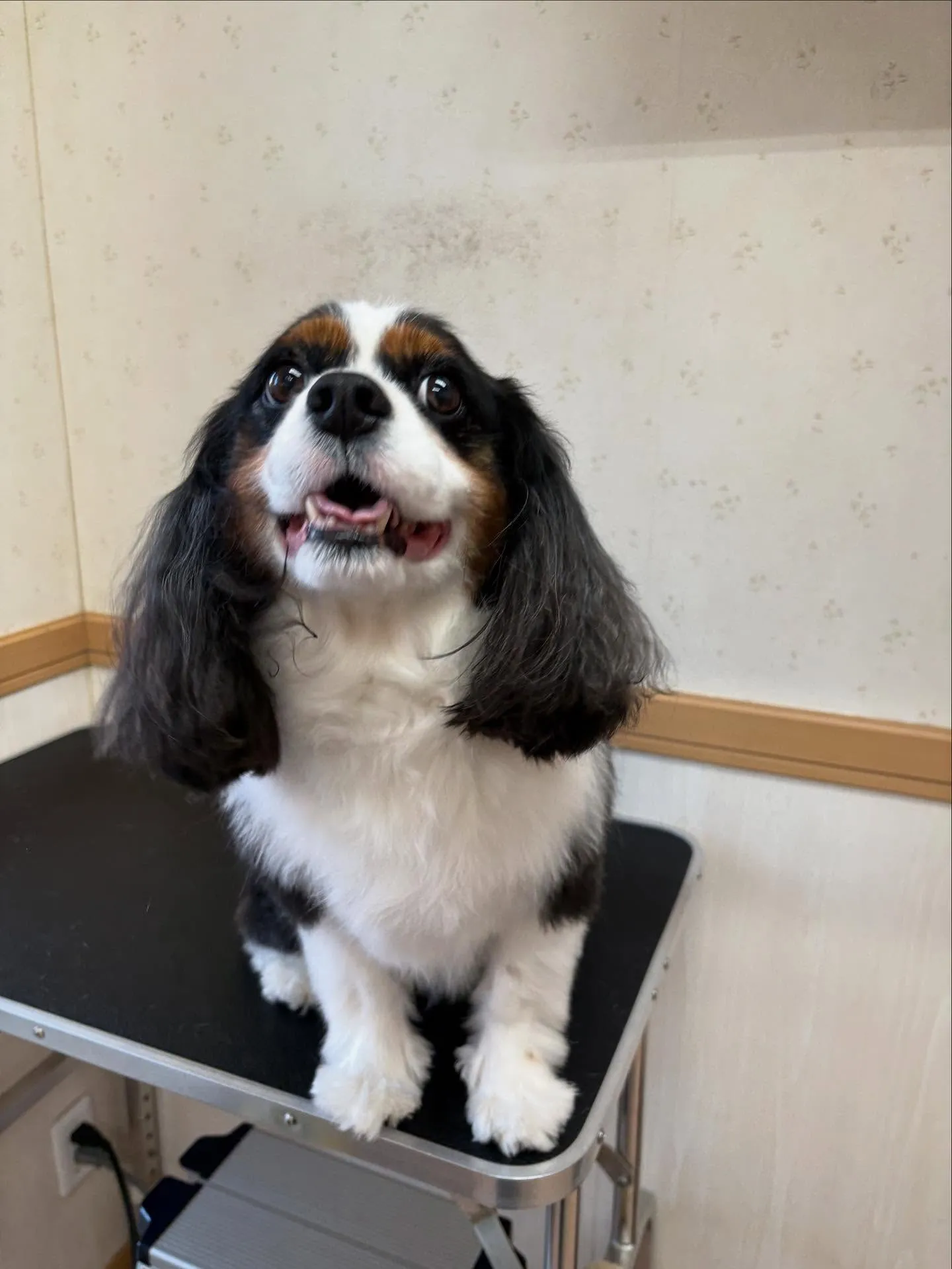 犬のシャンプー🫧