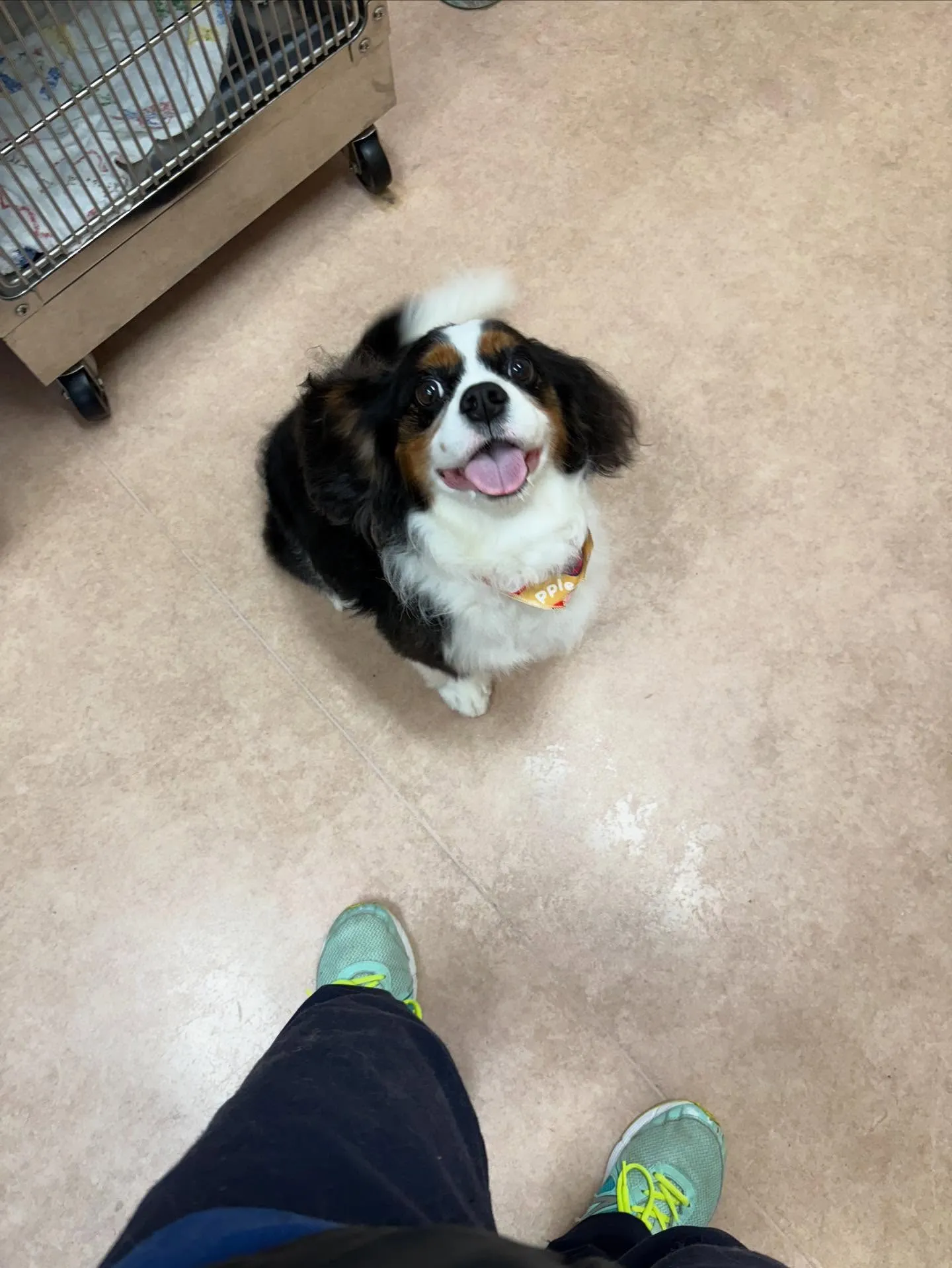 犬のシャンプー🫧