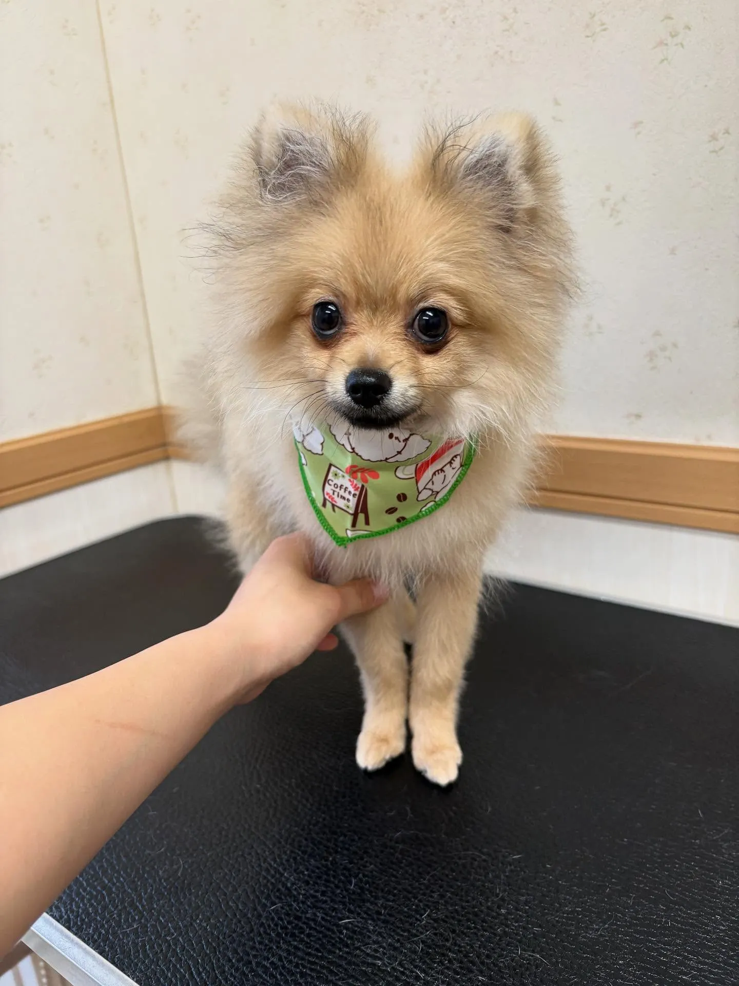 犬のシャンプー🫧