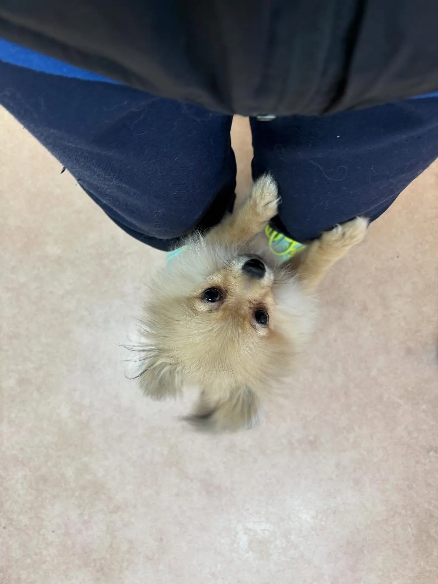 犬のシャンプー🫧