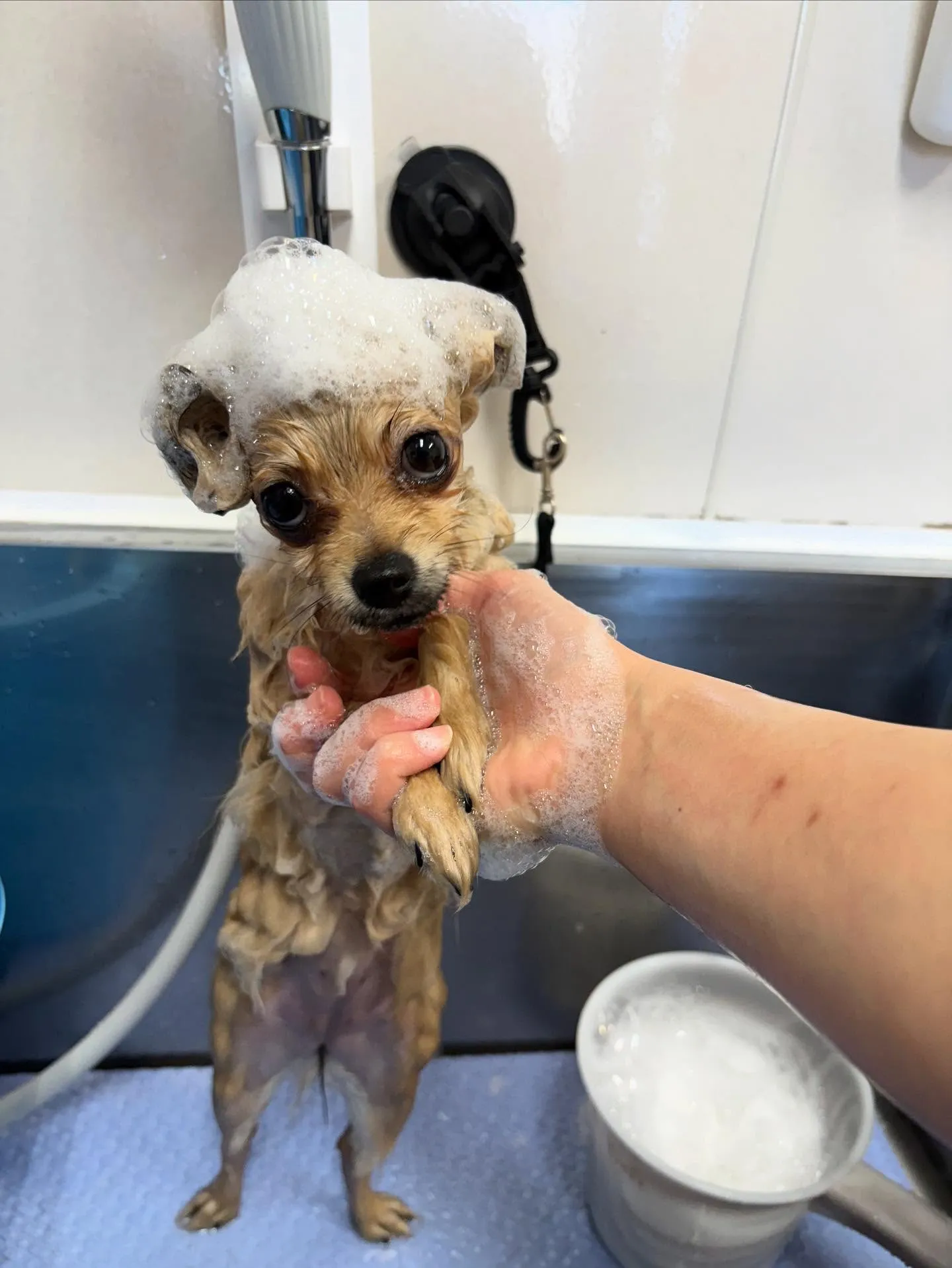 犬のシャンプー🫧