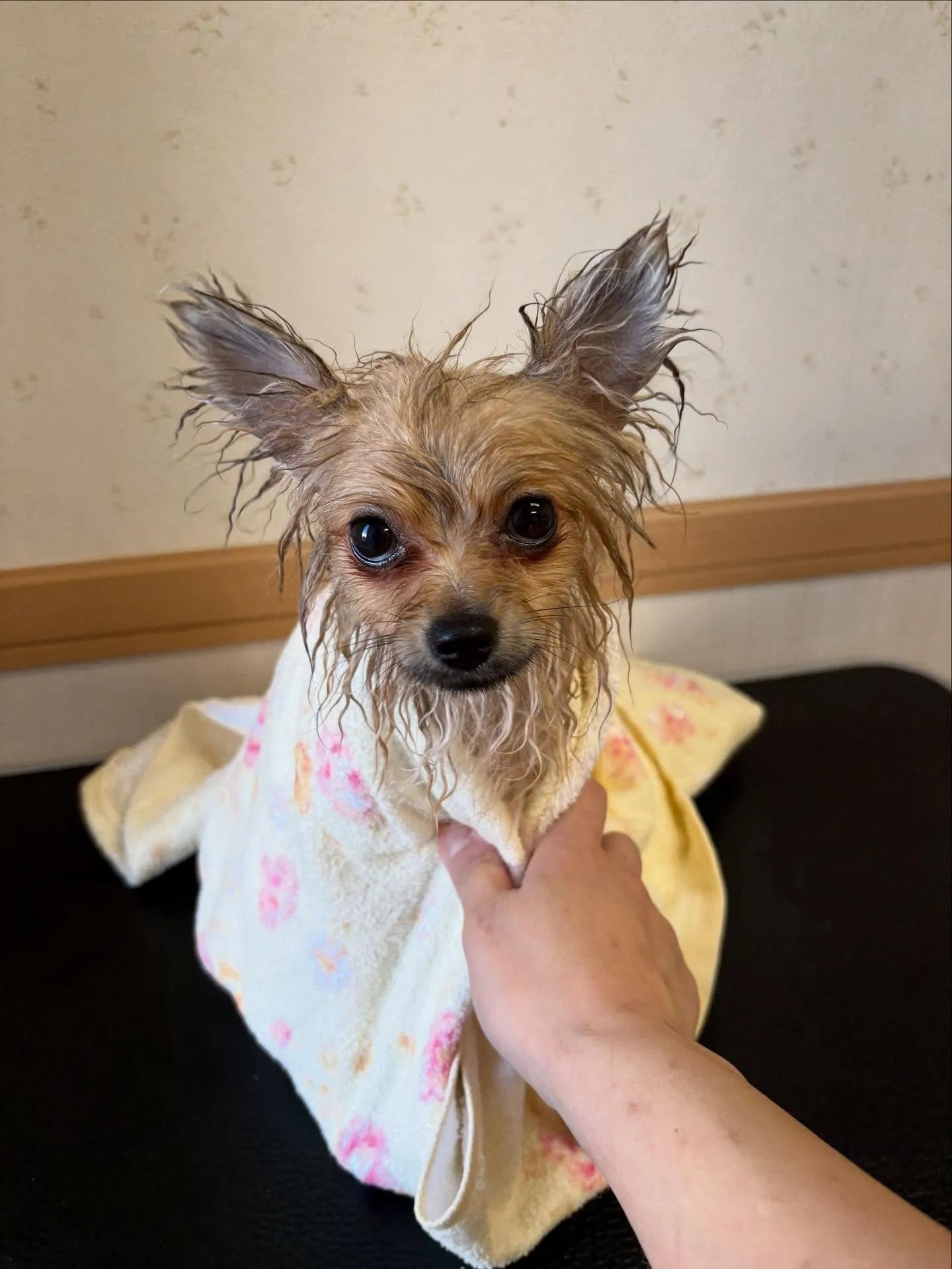 犬のシャンプー🫧