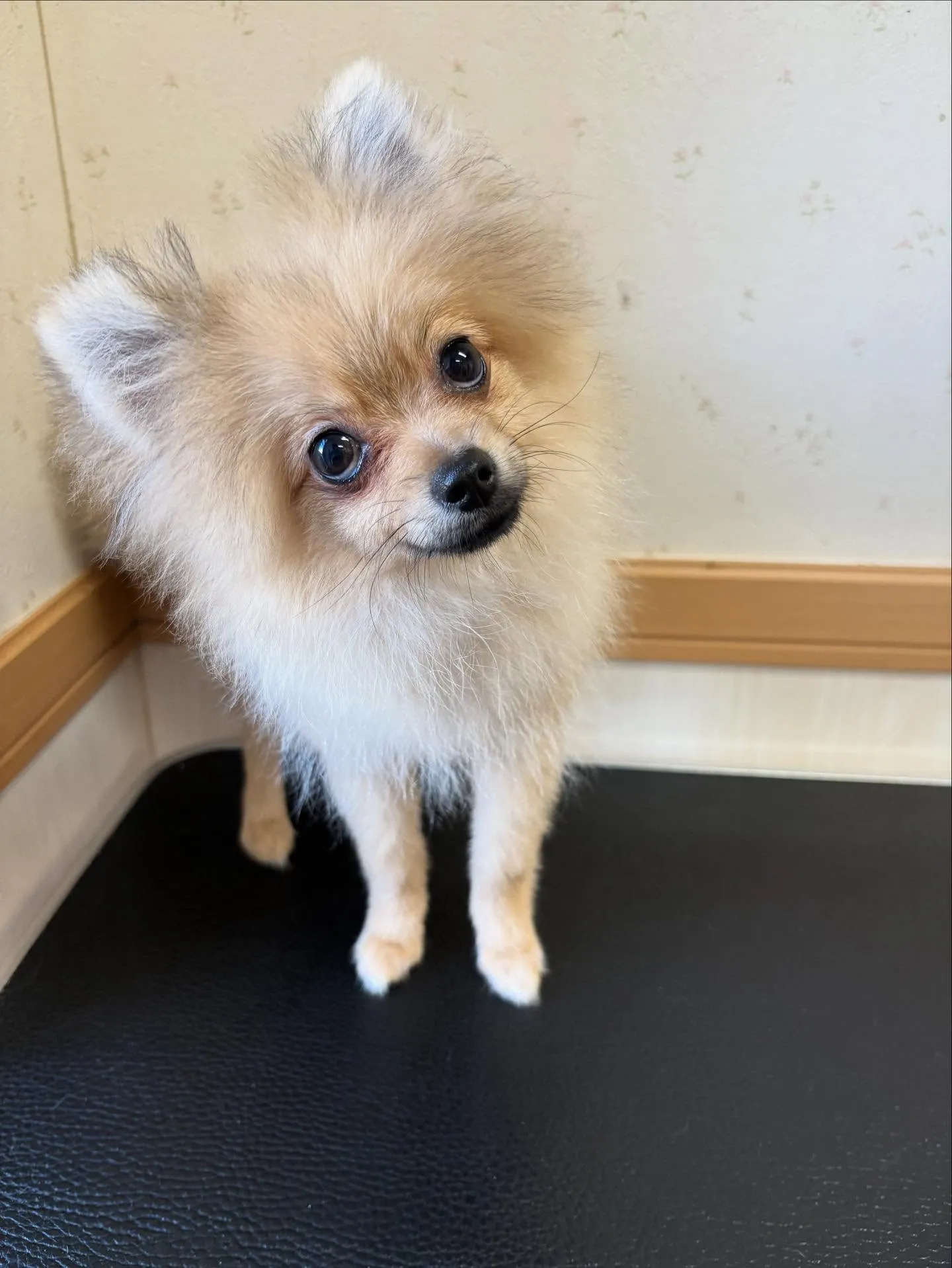 犬のシャンプー🫧