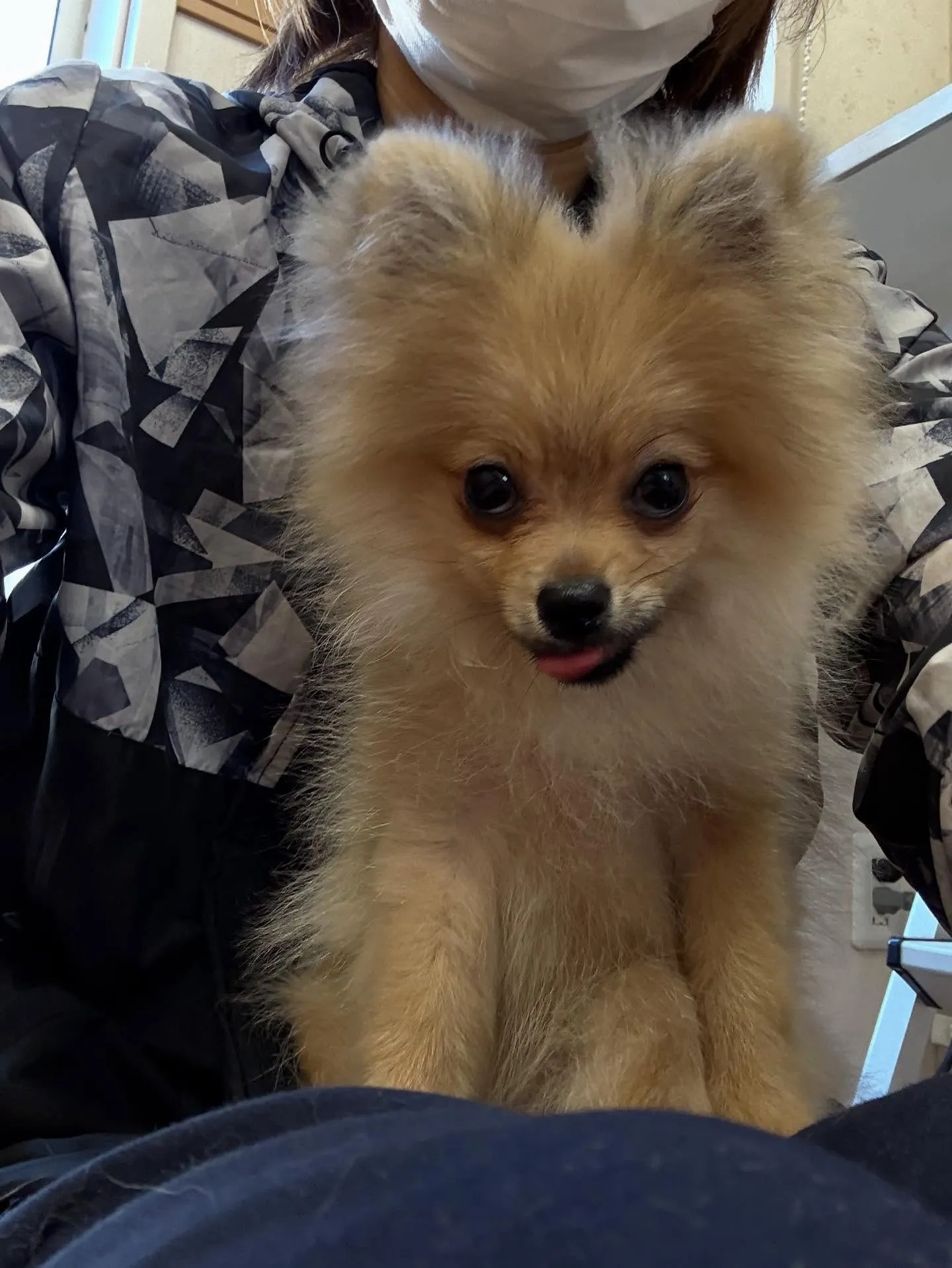 犬のシャンプー🫧