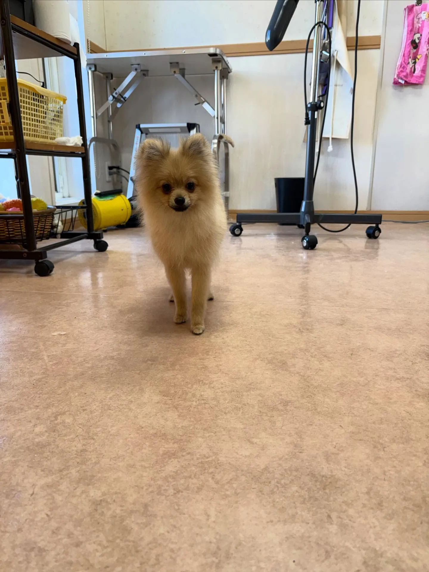 犬のシャンプー🫧