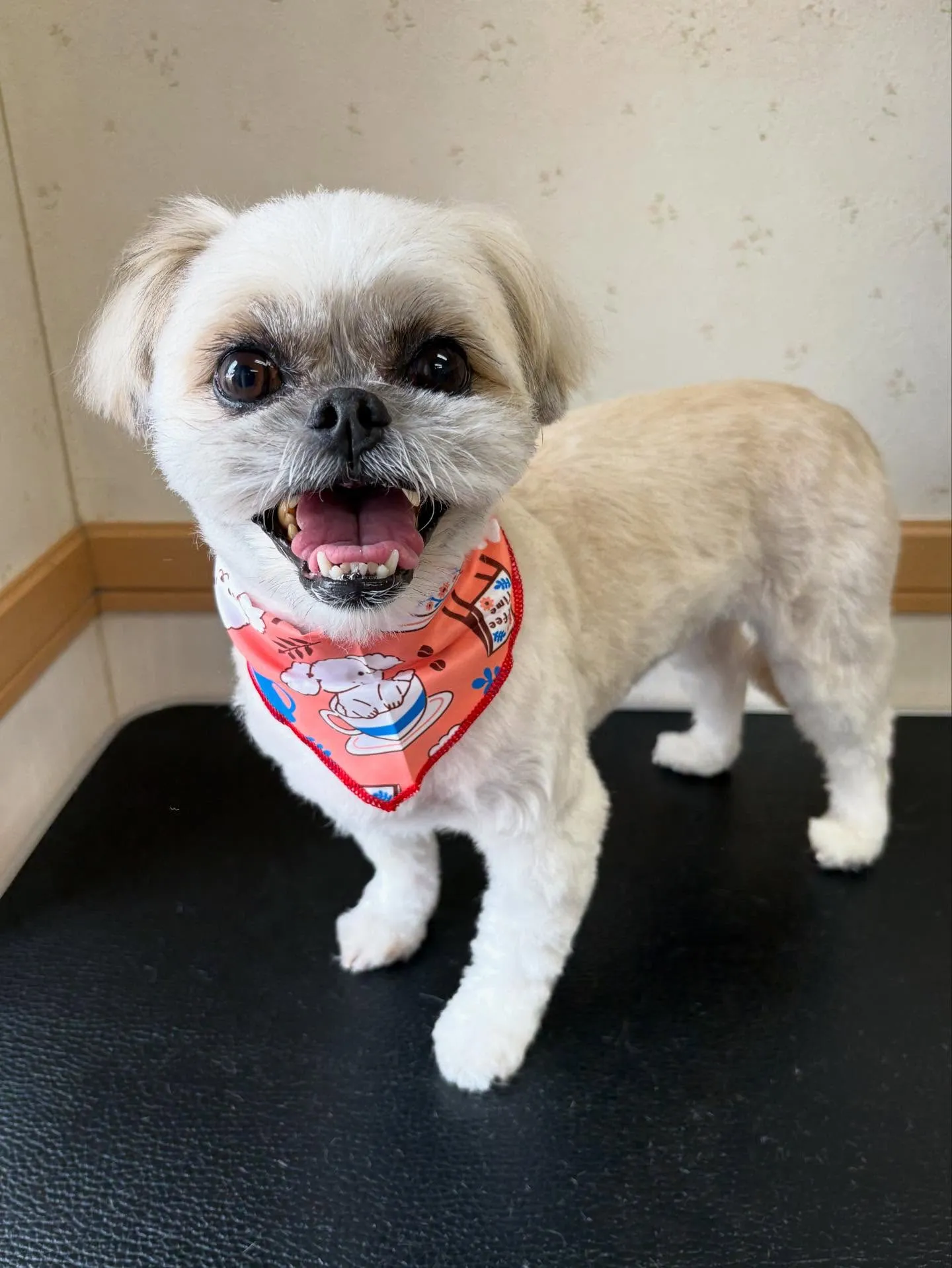 犬のトリミング✂️