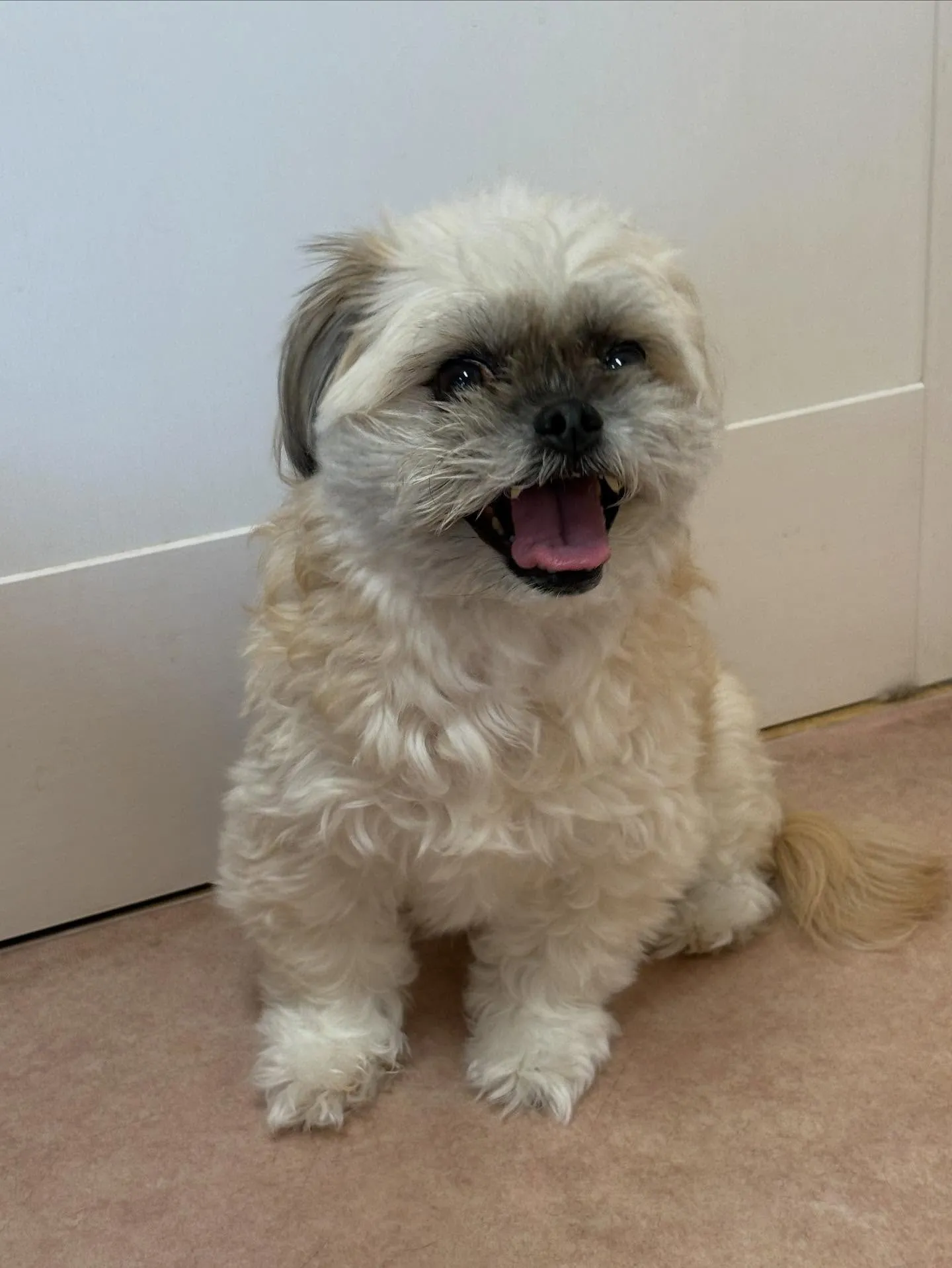 犬のトリミング✂️