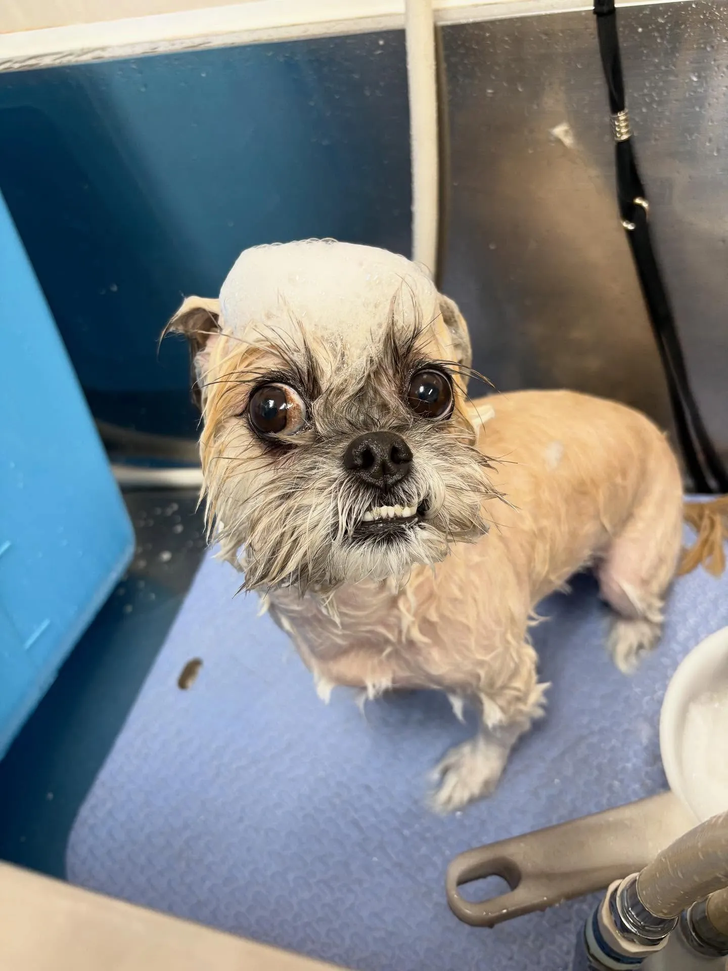 犬のトリミング✂️