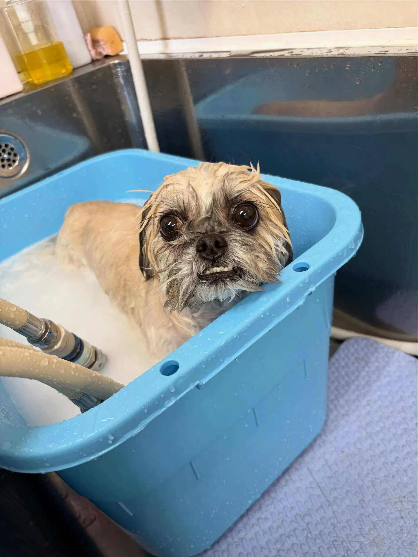 犬のトリミング✂️