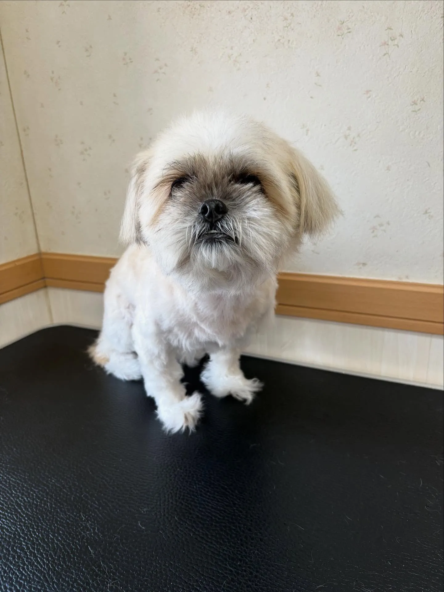 犬のトリミング✂️