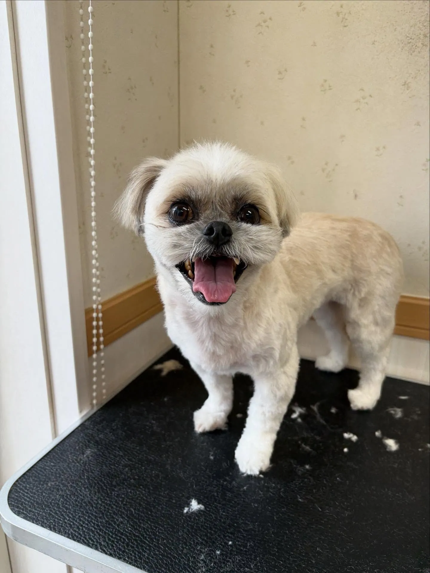 犬のトリミング✂️