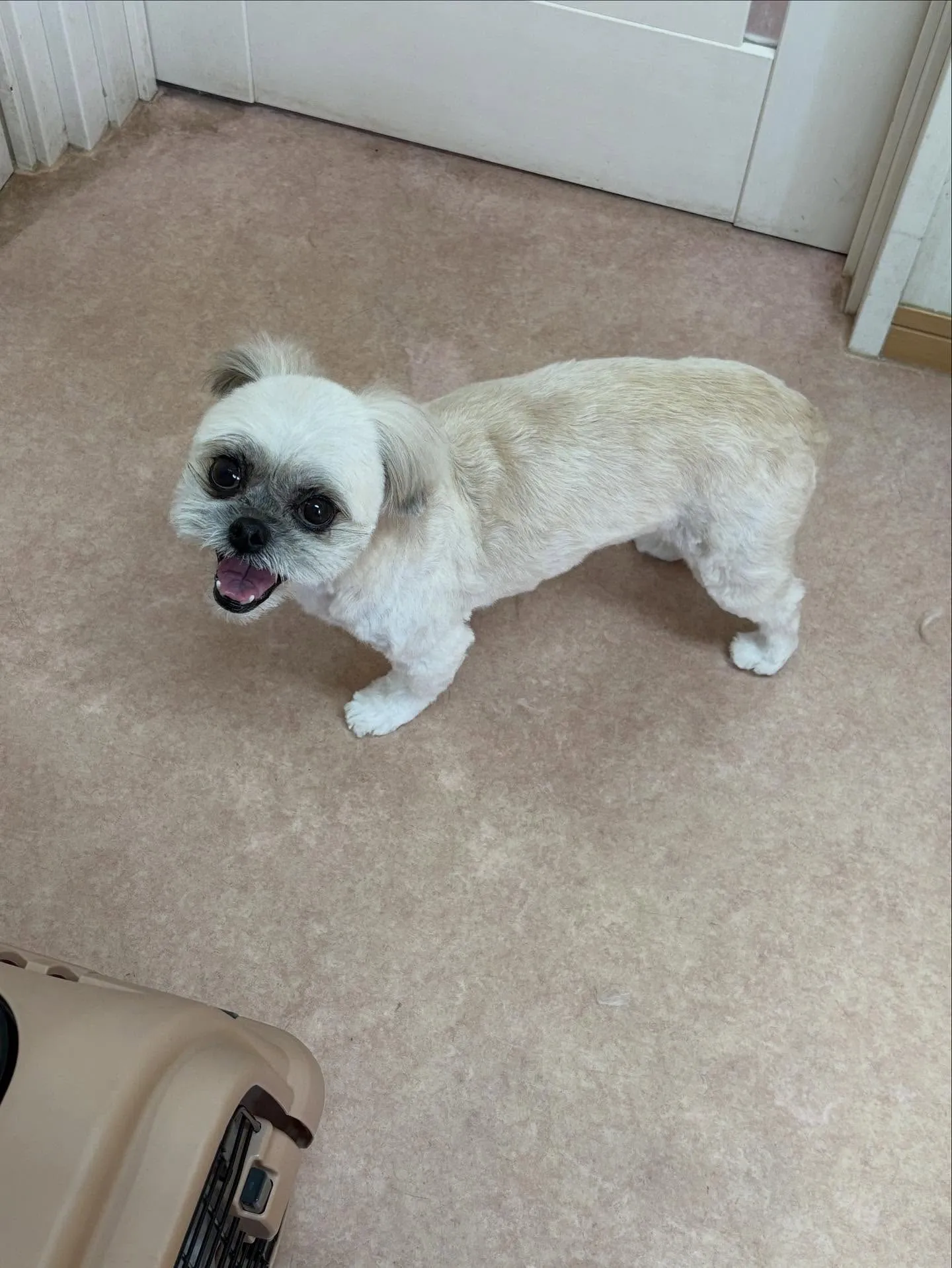 犬のトリミング✂️