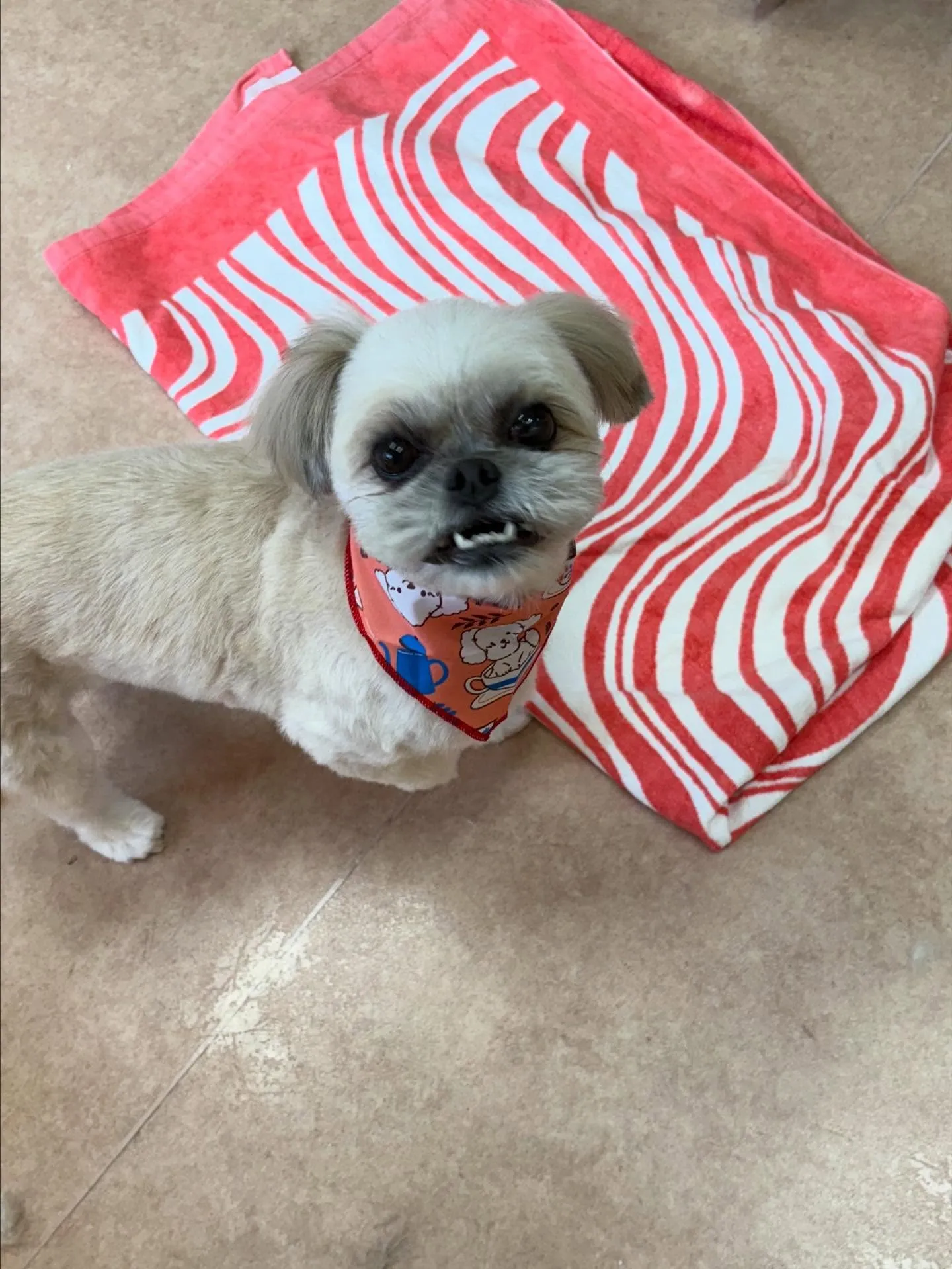 犬のトリミング✂️