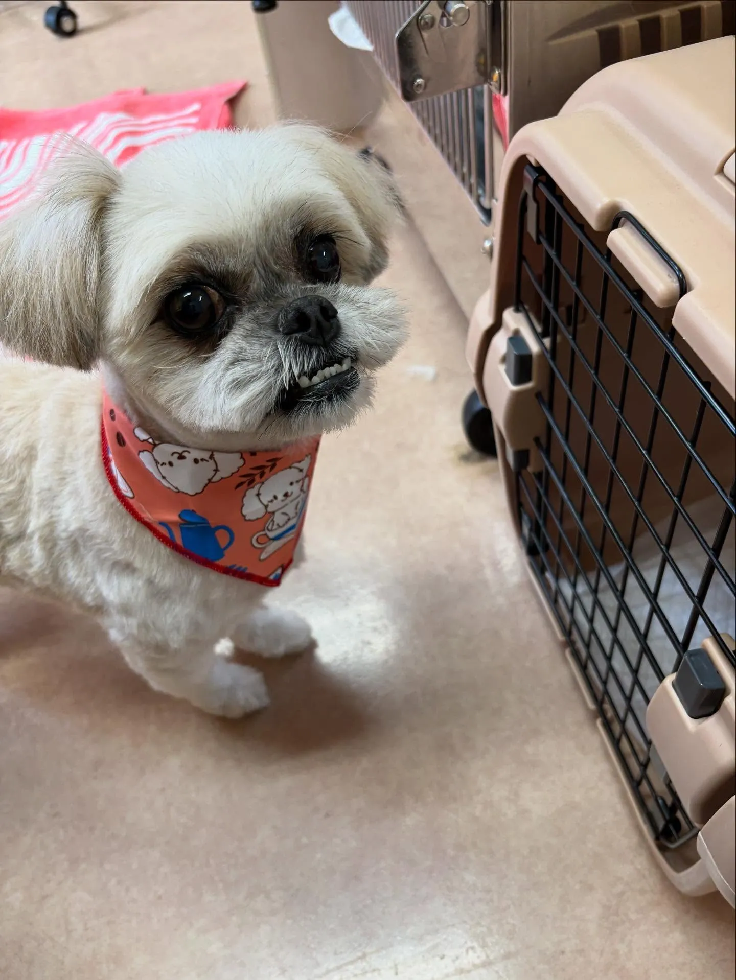 犬のトリミング✂️