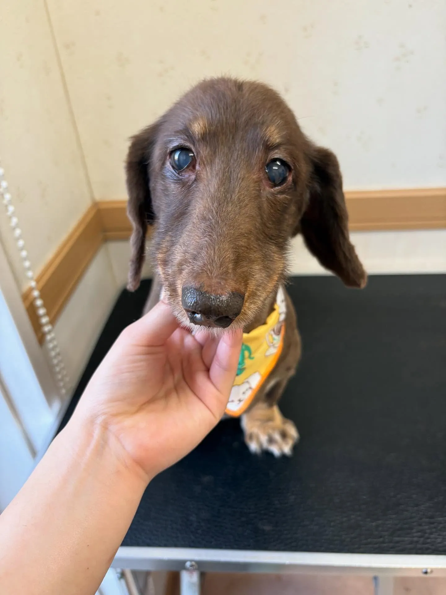 犬のトリミング✂️