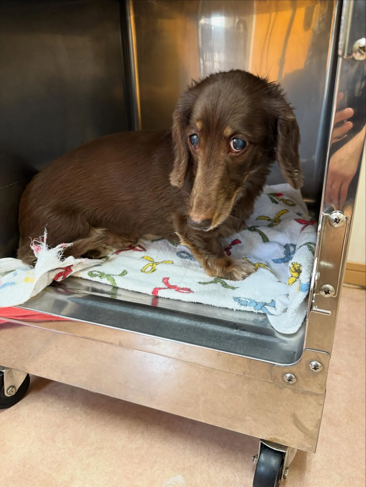 犬のトリミング✂️