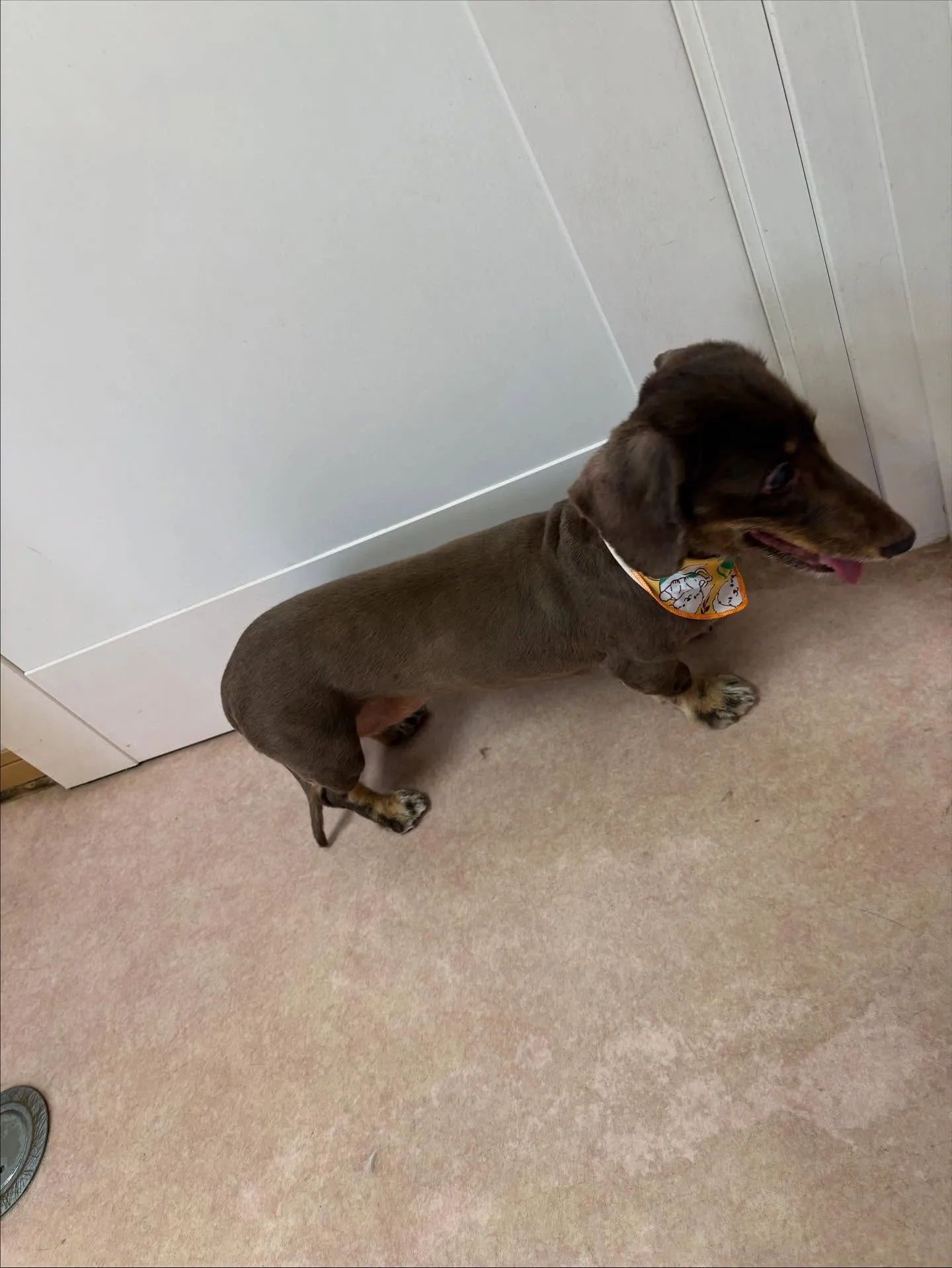 犬のトリミング✂️