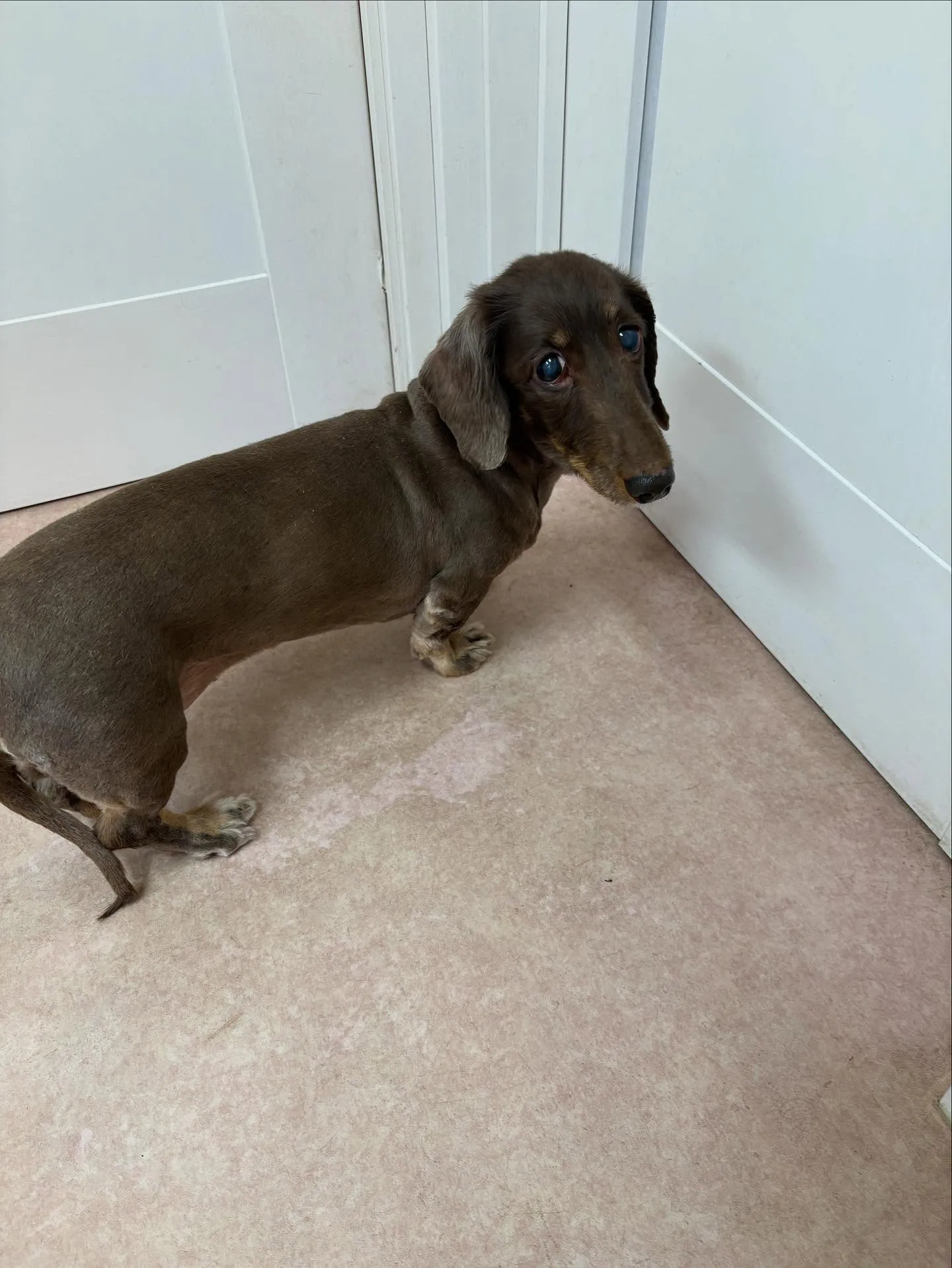 犬のトリミング✂️