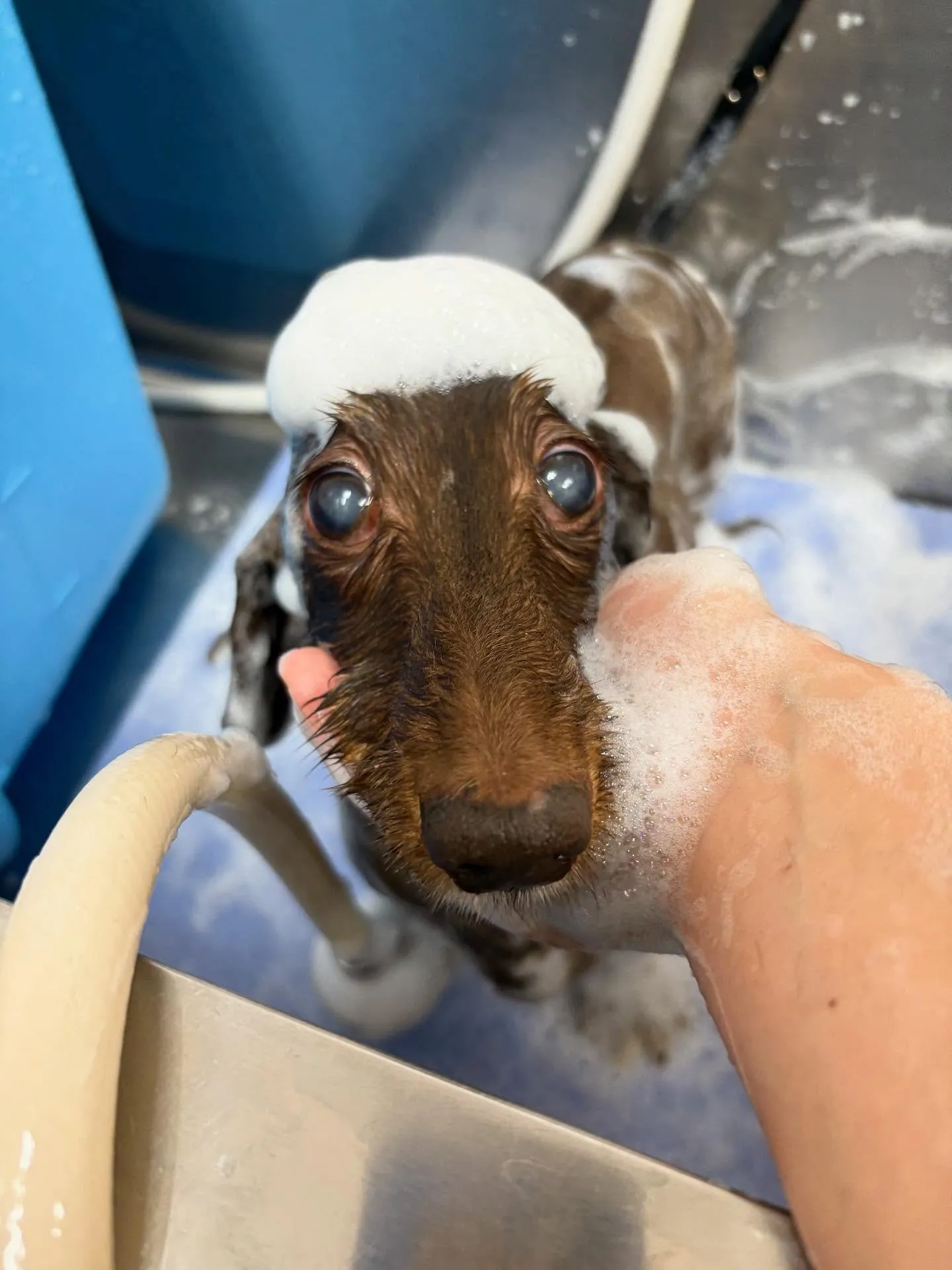 犬のトリミング✂️