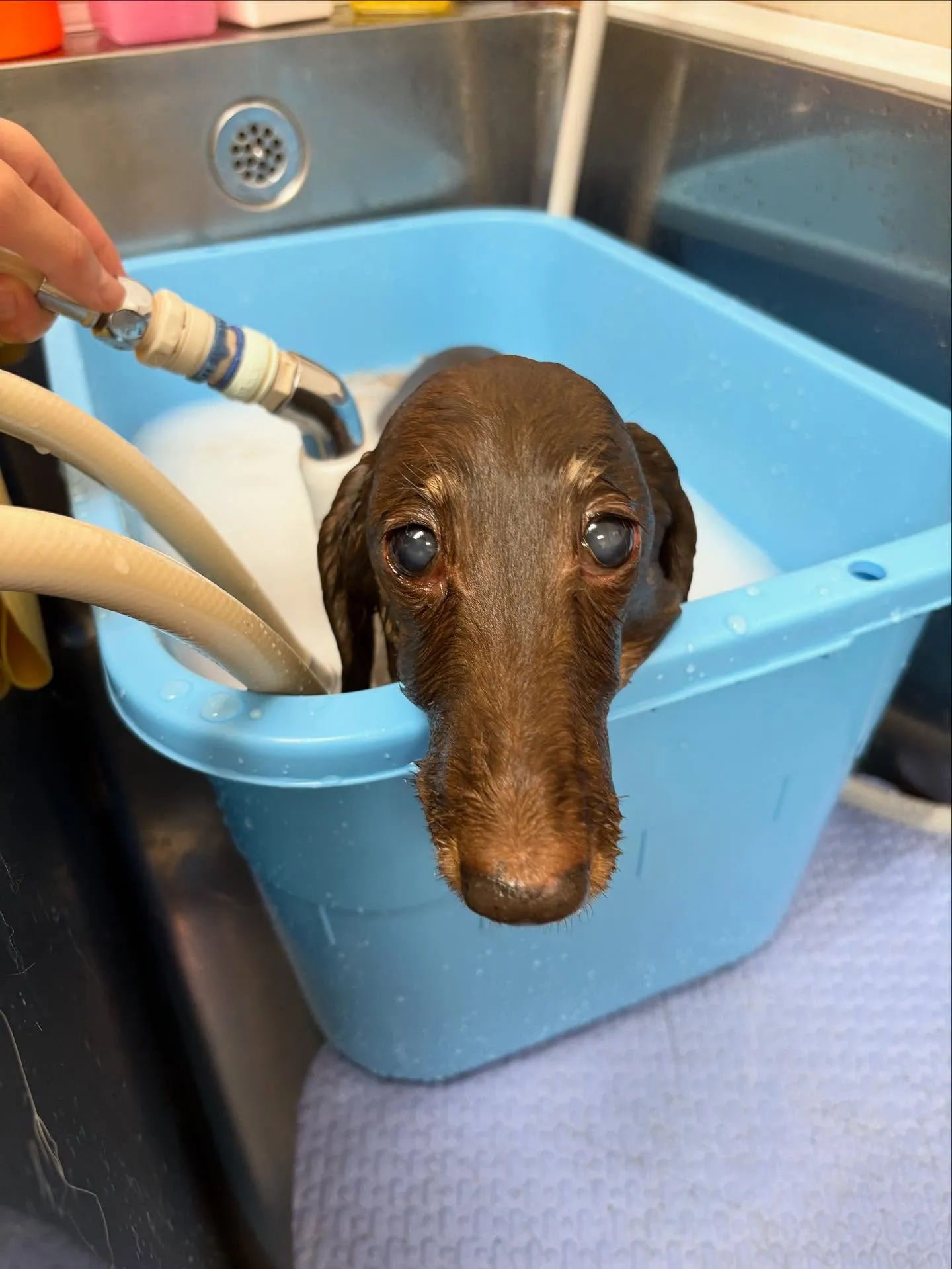 犬のトリミング✂️