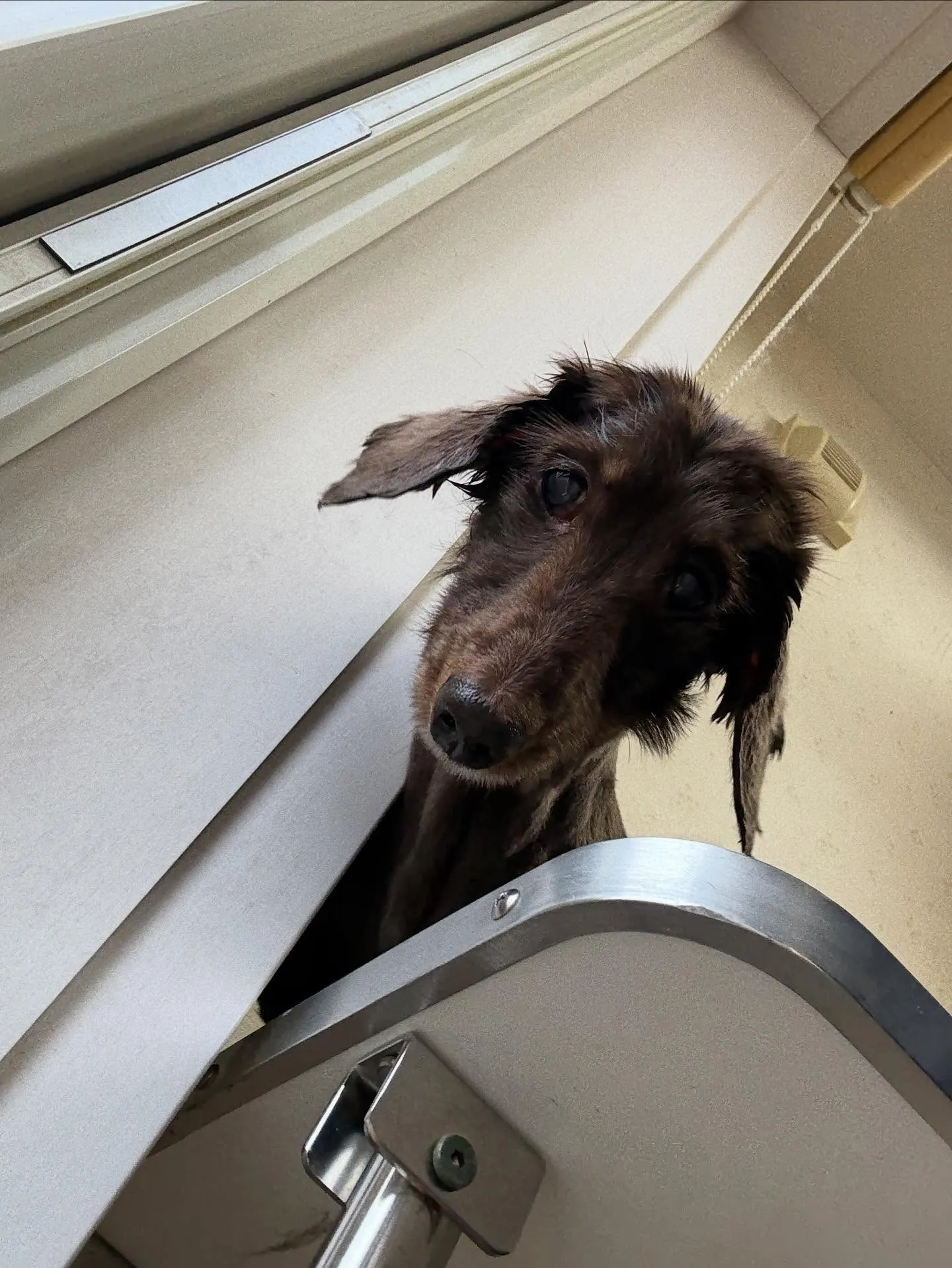 犬のトリミング✂️