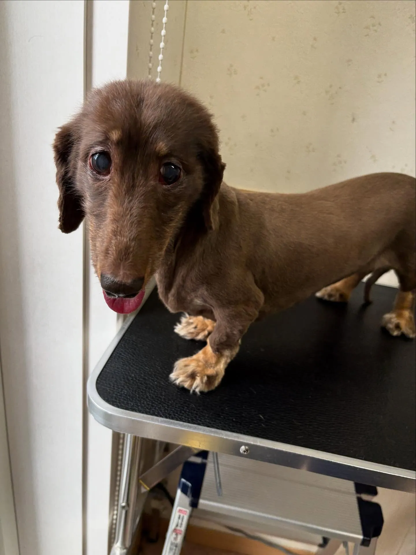 犬のトリミング✂️