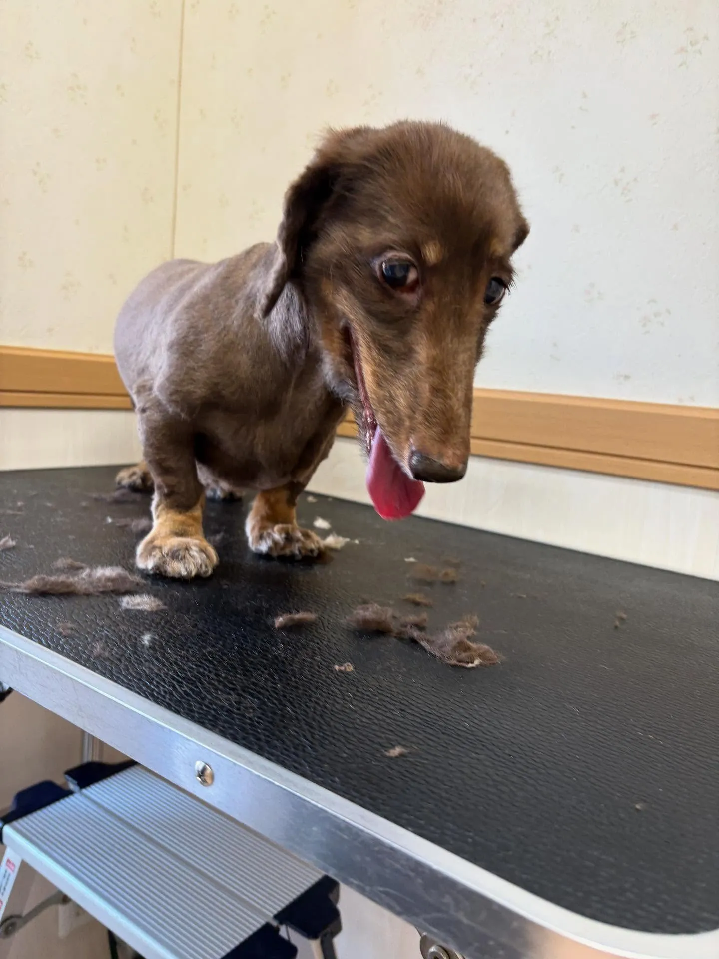 犬のトリミング✂️