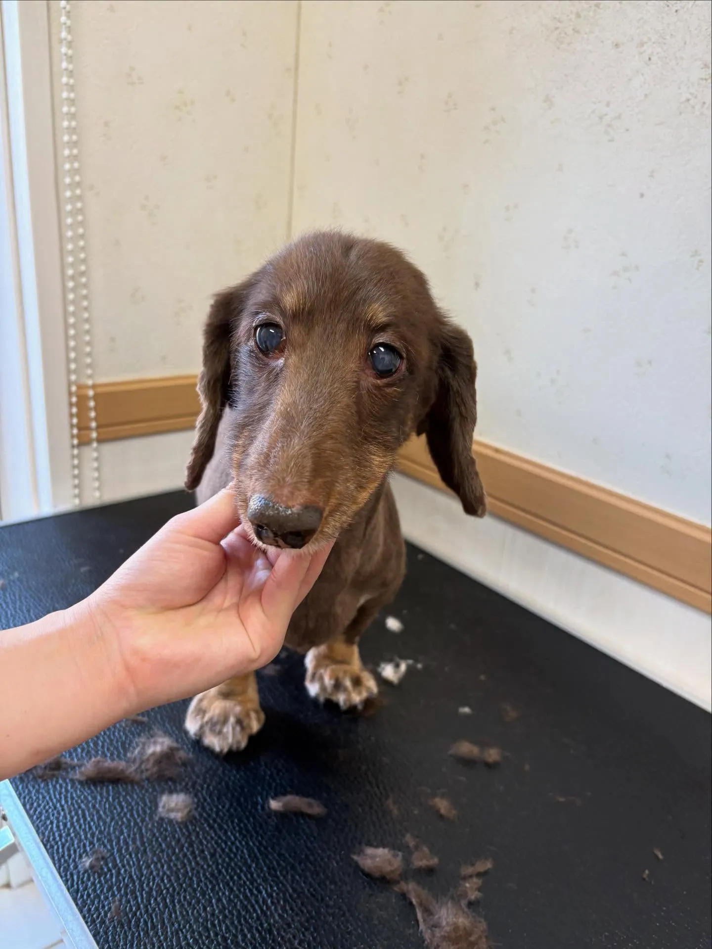 犬のトリミング✂️