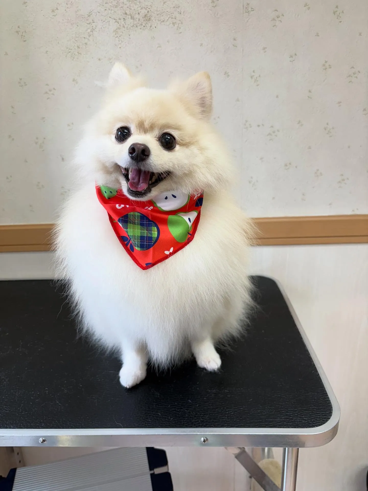 犬のシャンプー🫧