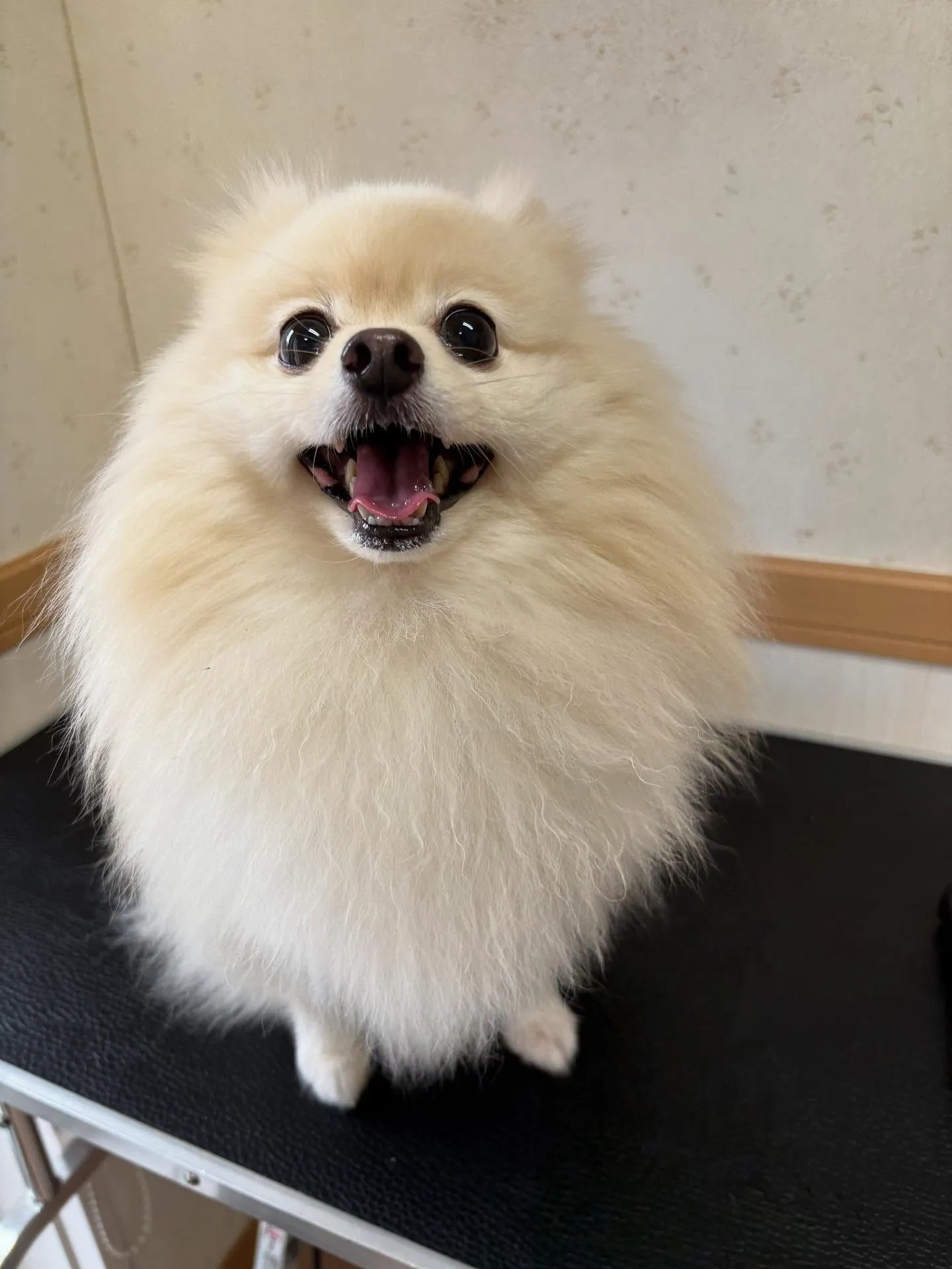 犬のシャンプー🫧