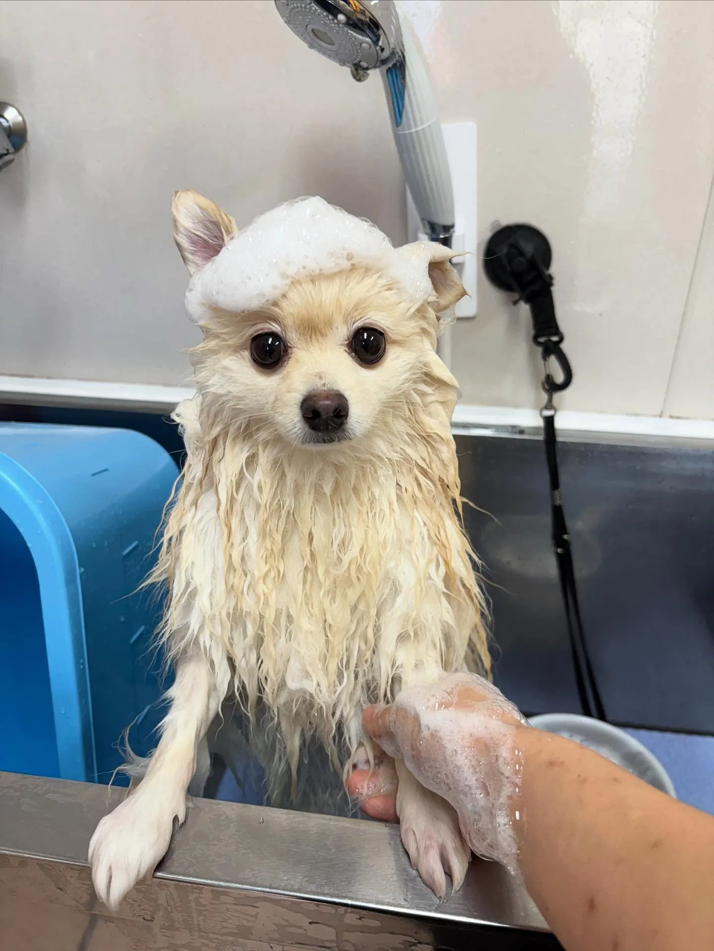 犬のシャンプー🫧