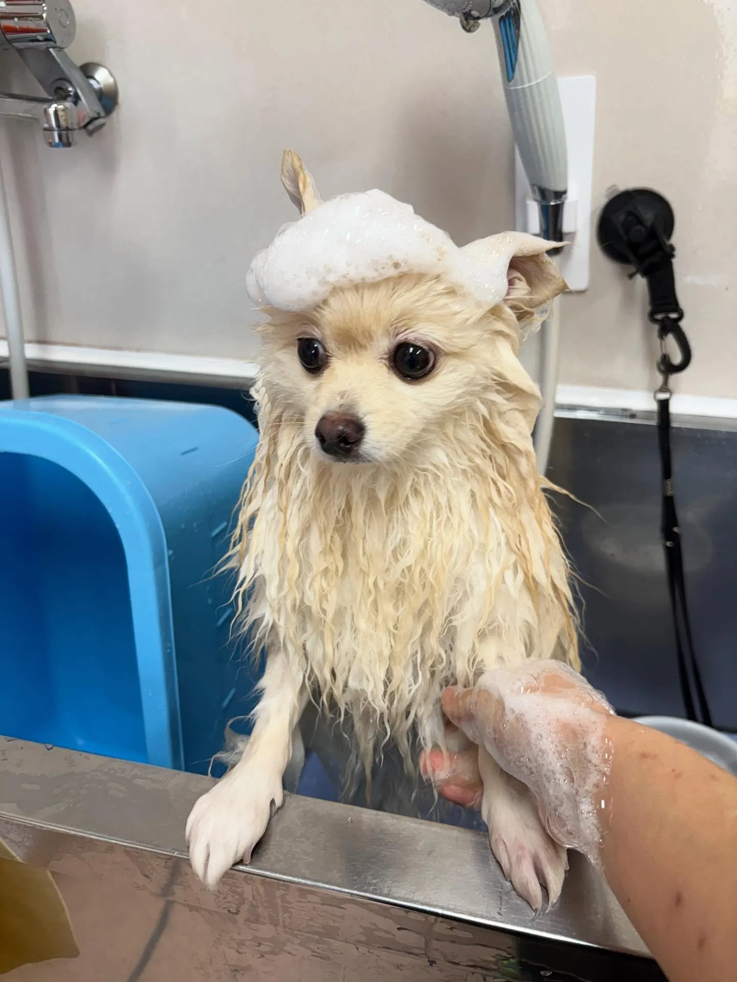 犬のシャンプー🫧