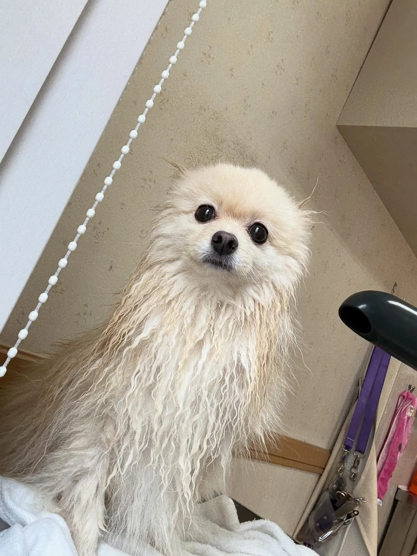 犬のシャンプー🫧