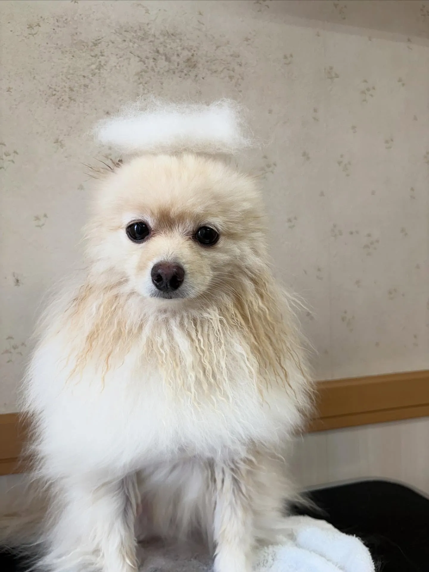 犬のシャンプー🫧