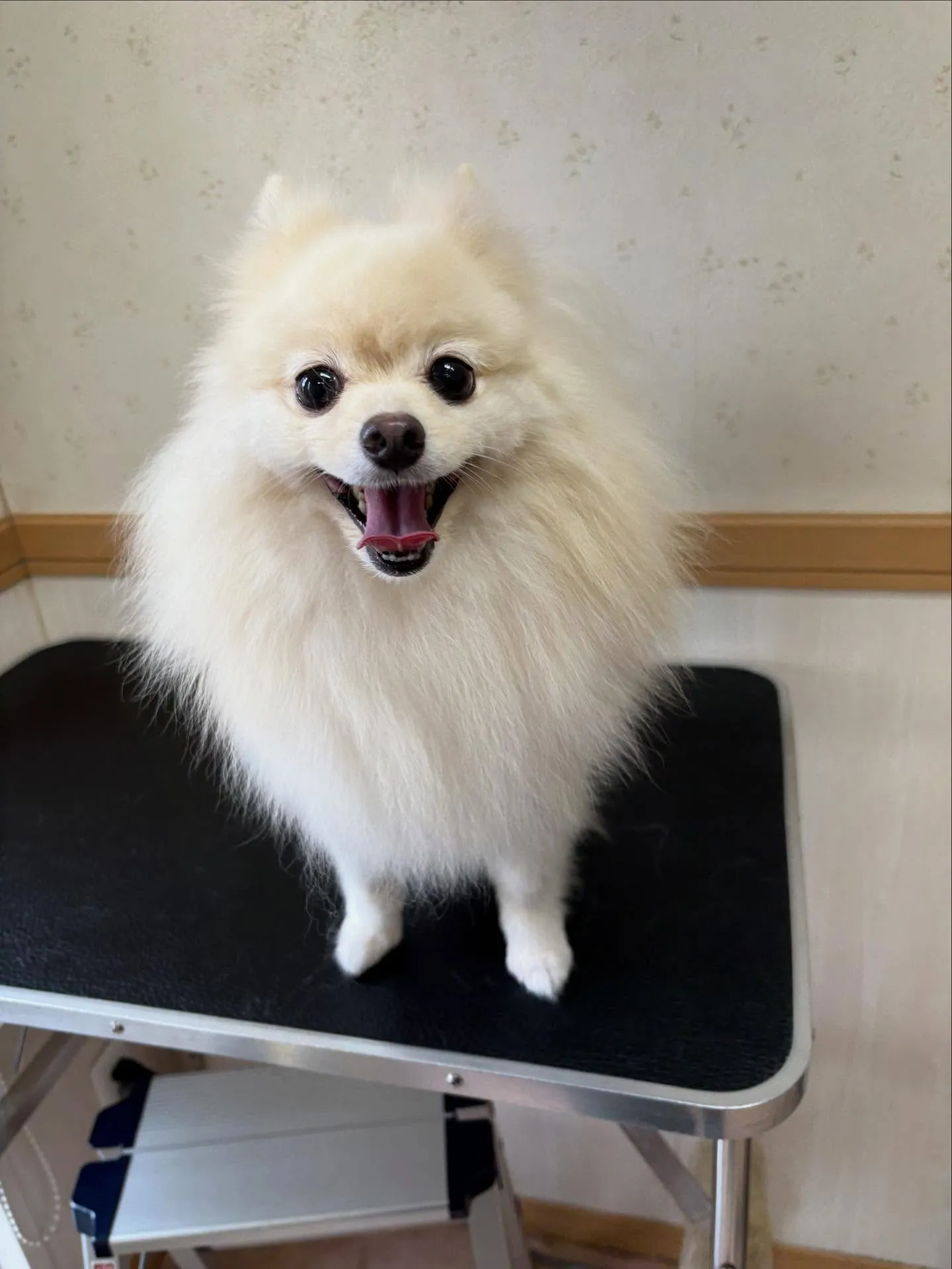 犬のシャンプー🫧