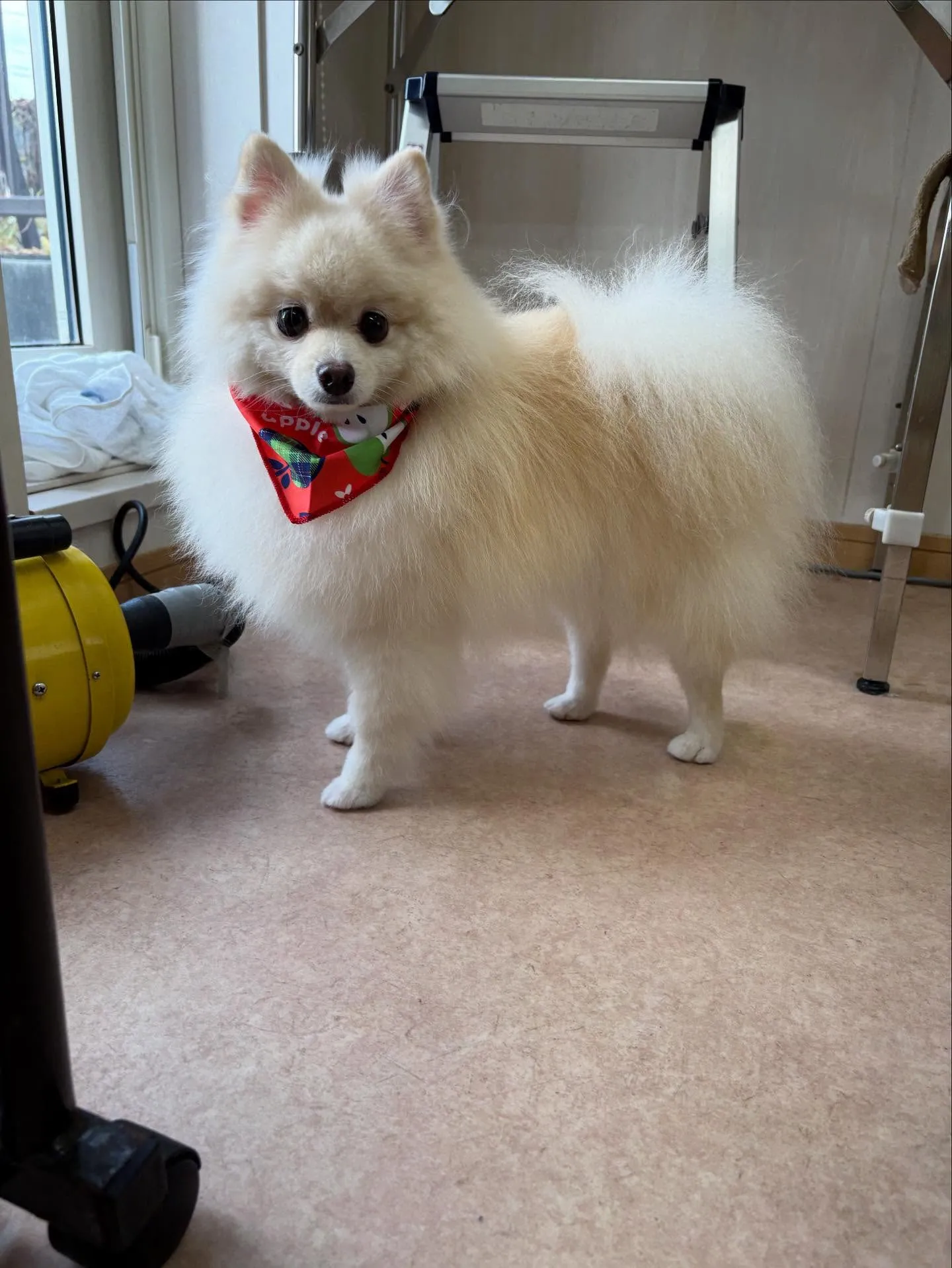 犬のシャンプー🫧