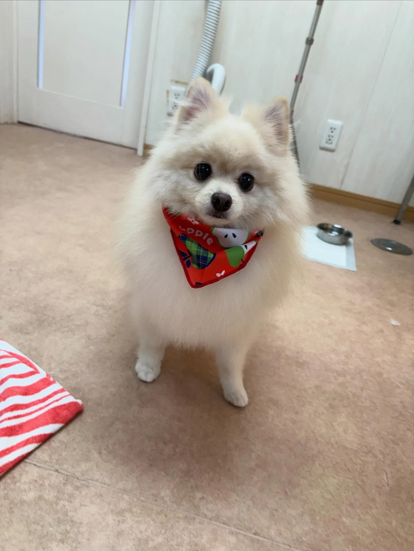 犬のシャンプー🫧