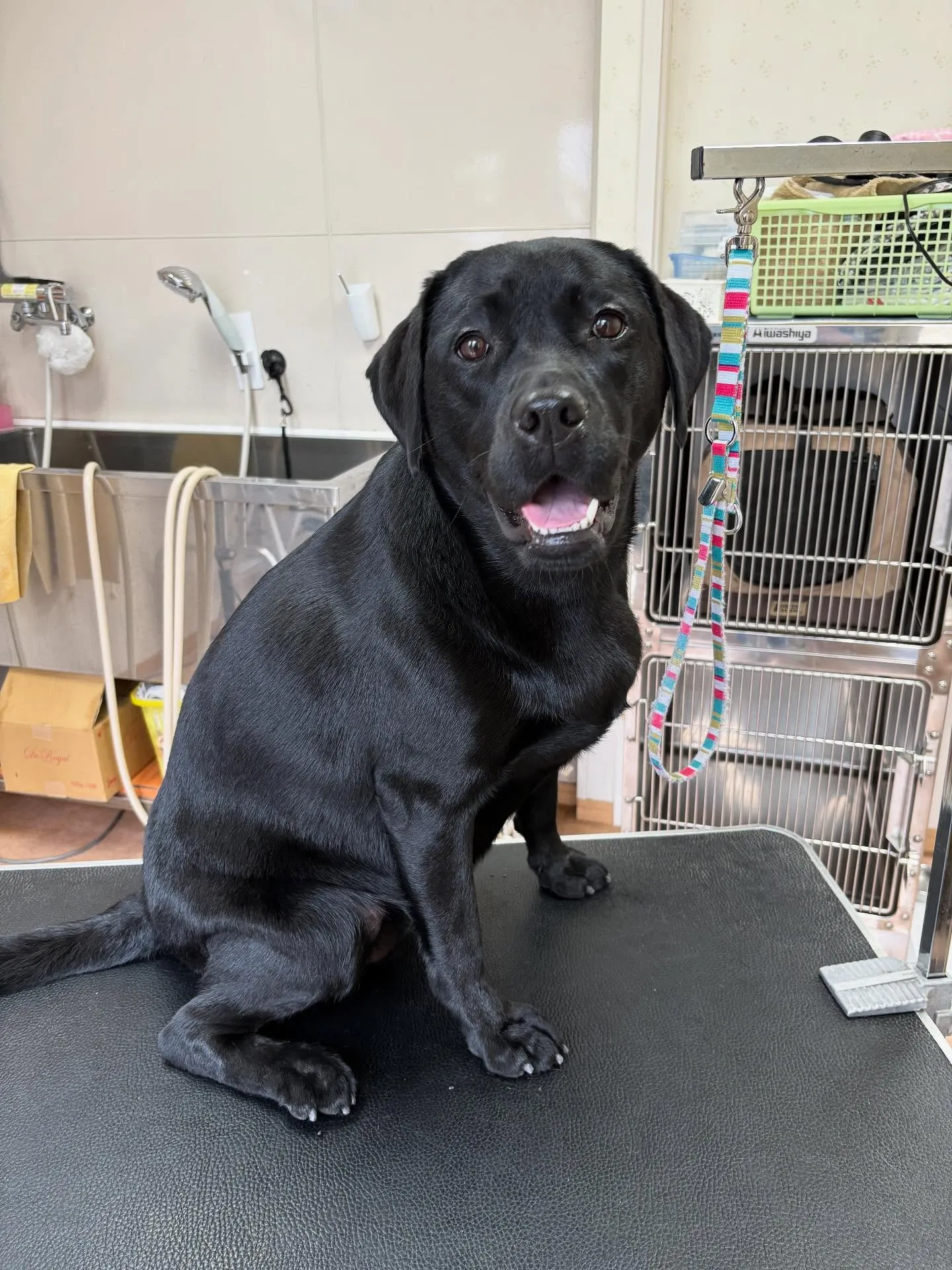 犬のシャンプー🫧