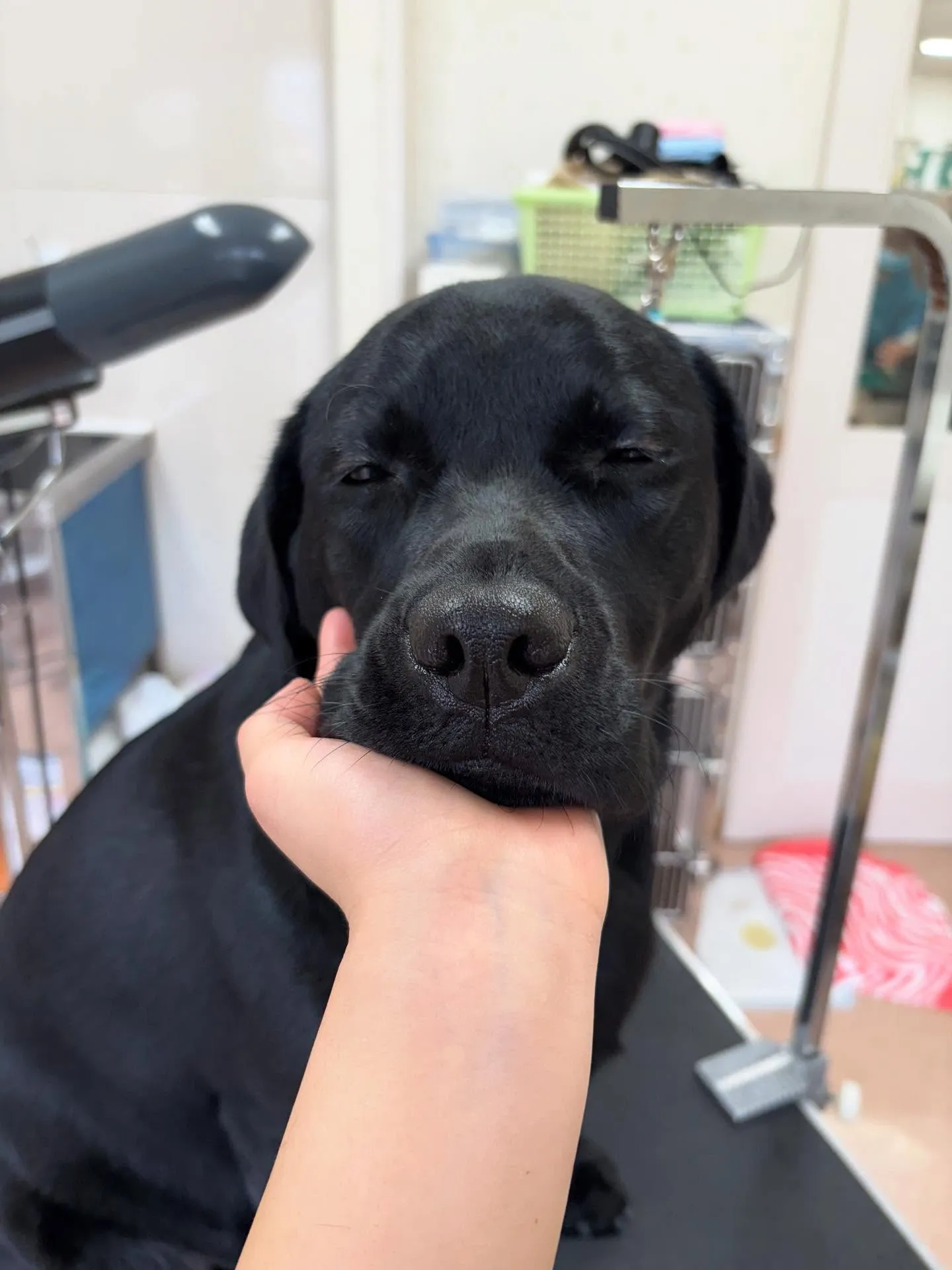 犬のシャンプー🫧