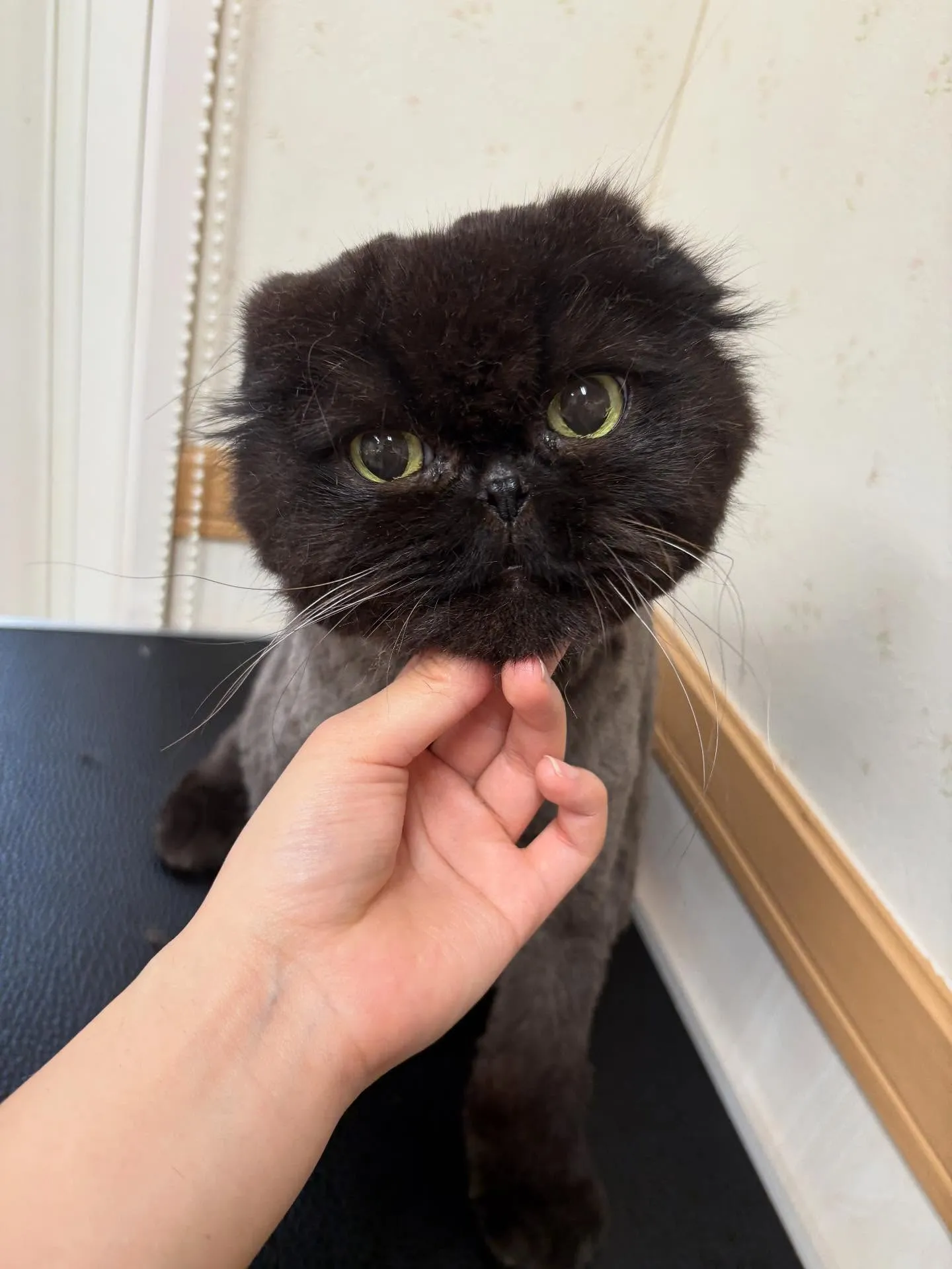 猫のトリミング✂️