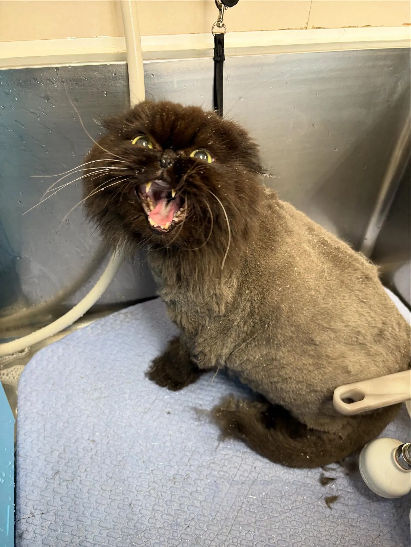 猫のトリミング✂️