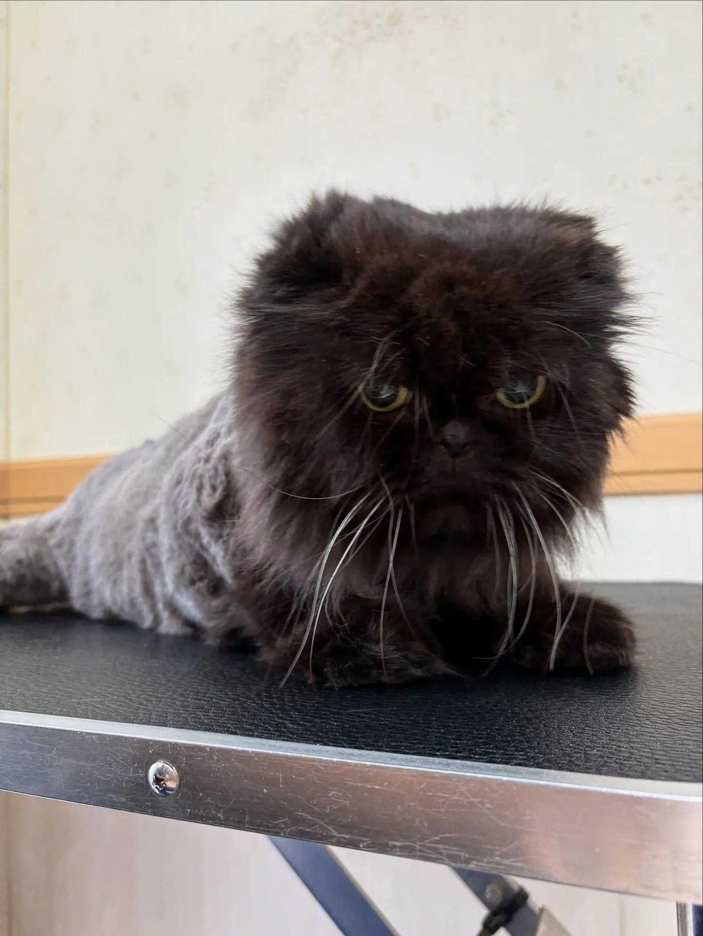 猫のトリミング✂️