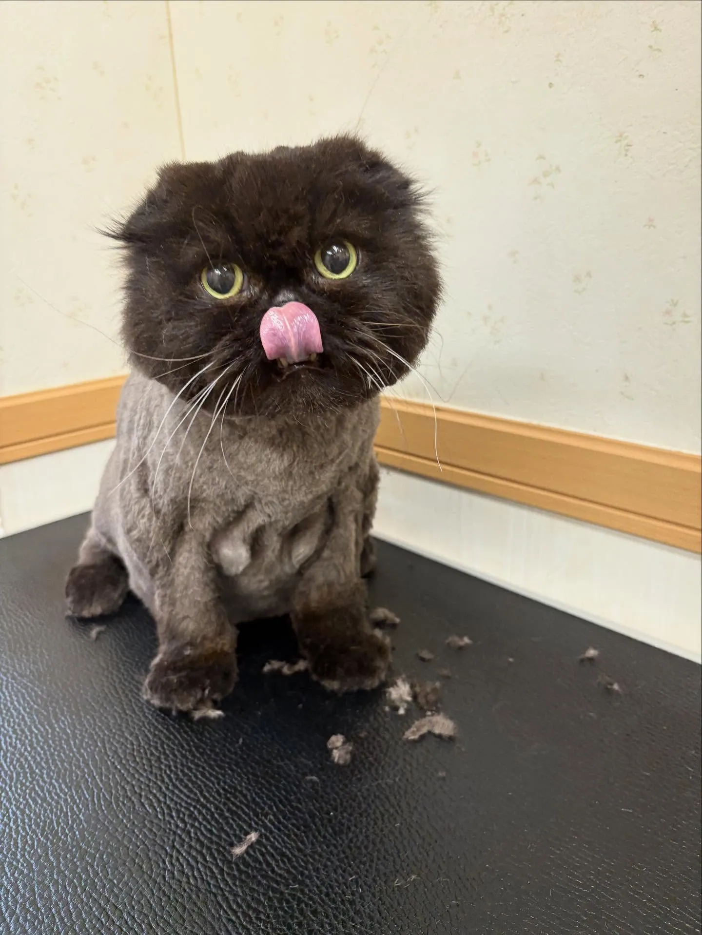 猫のトリミング✂️