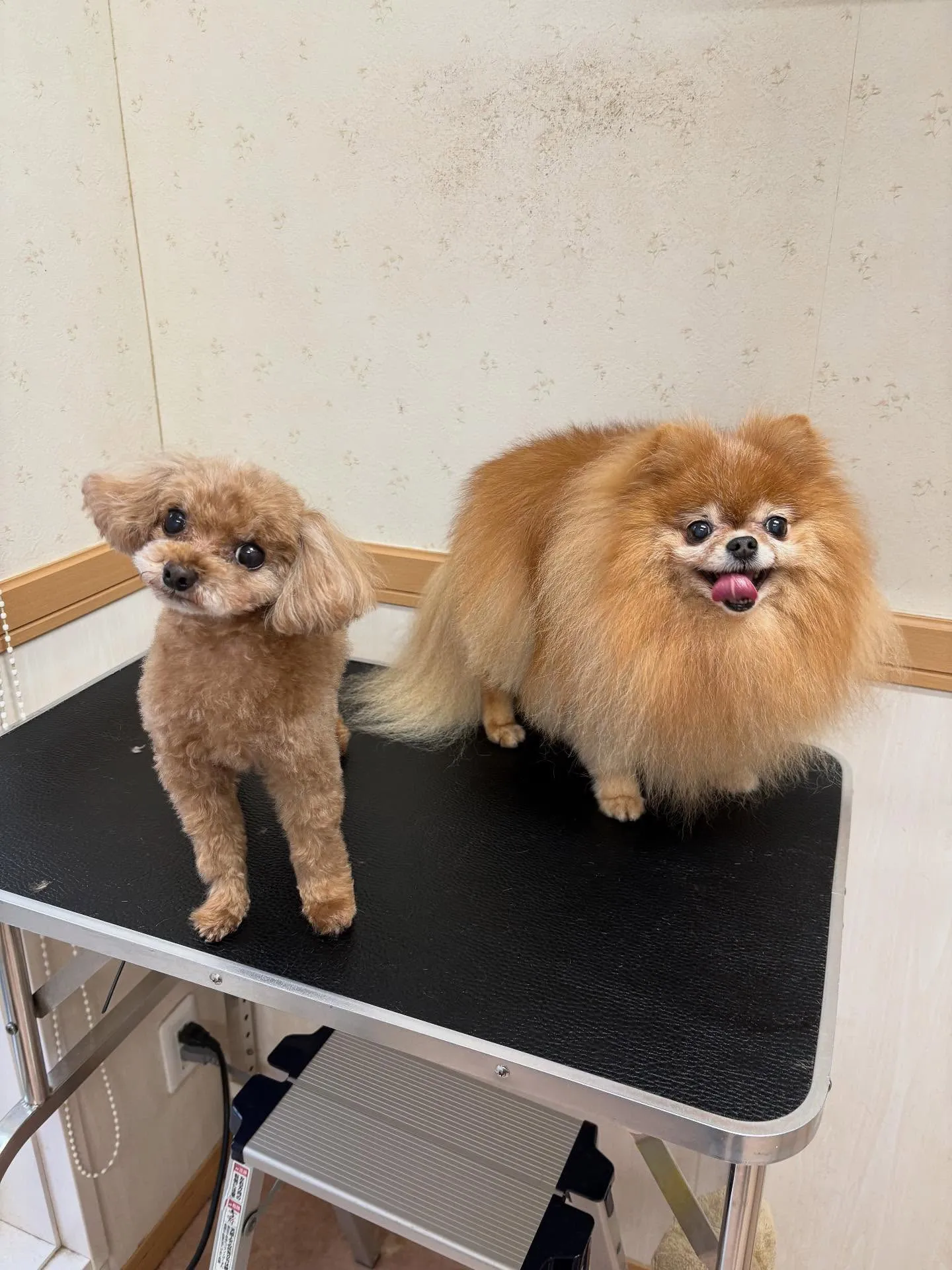 犬のトリミング✂️