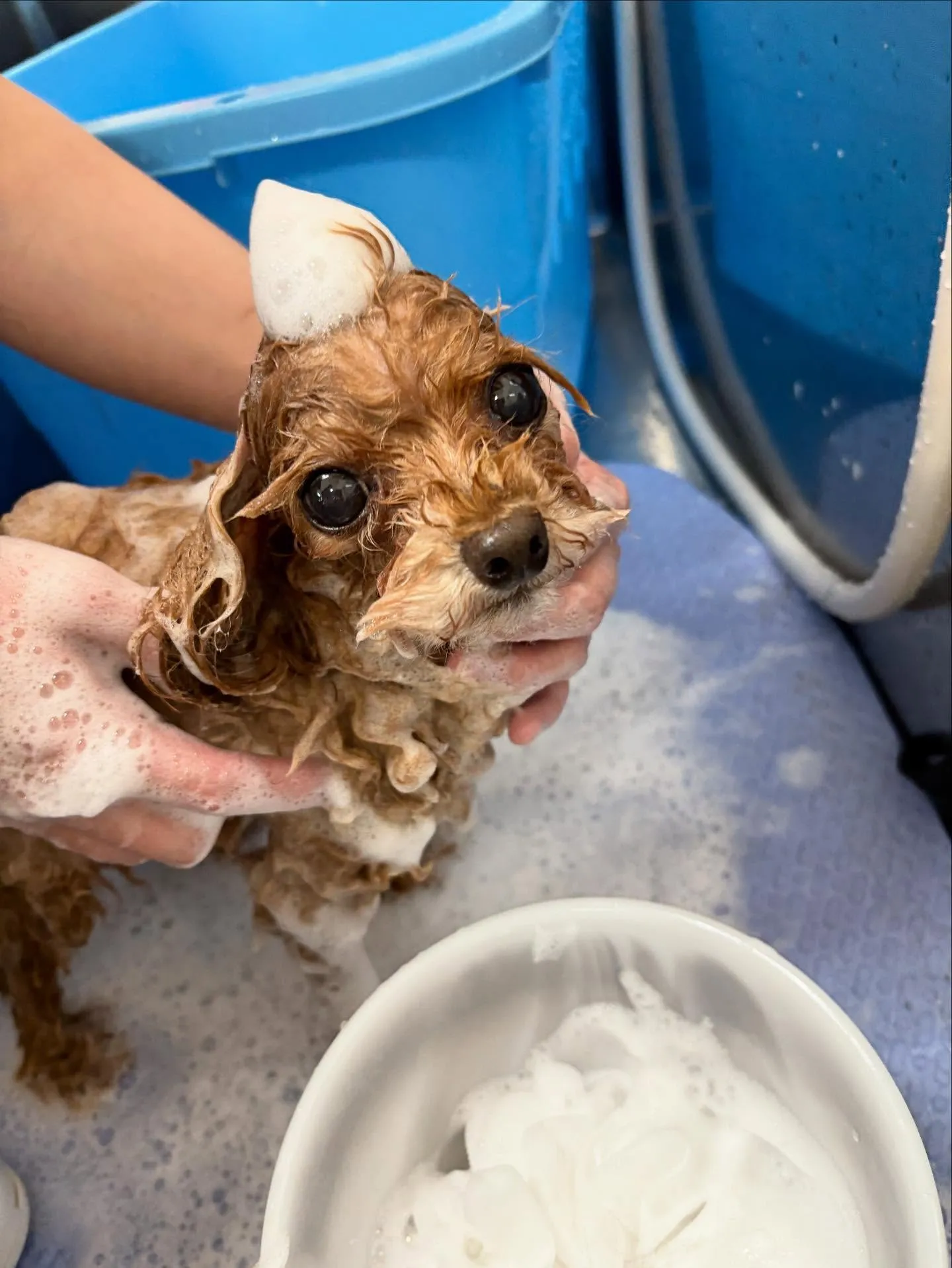 犬のトリミング✂️